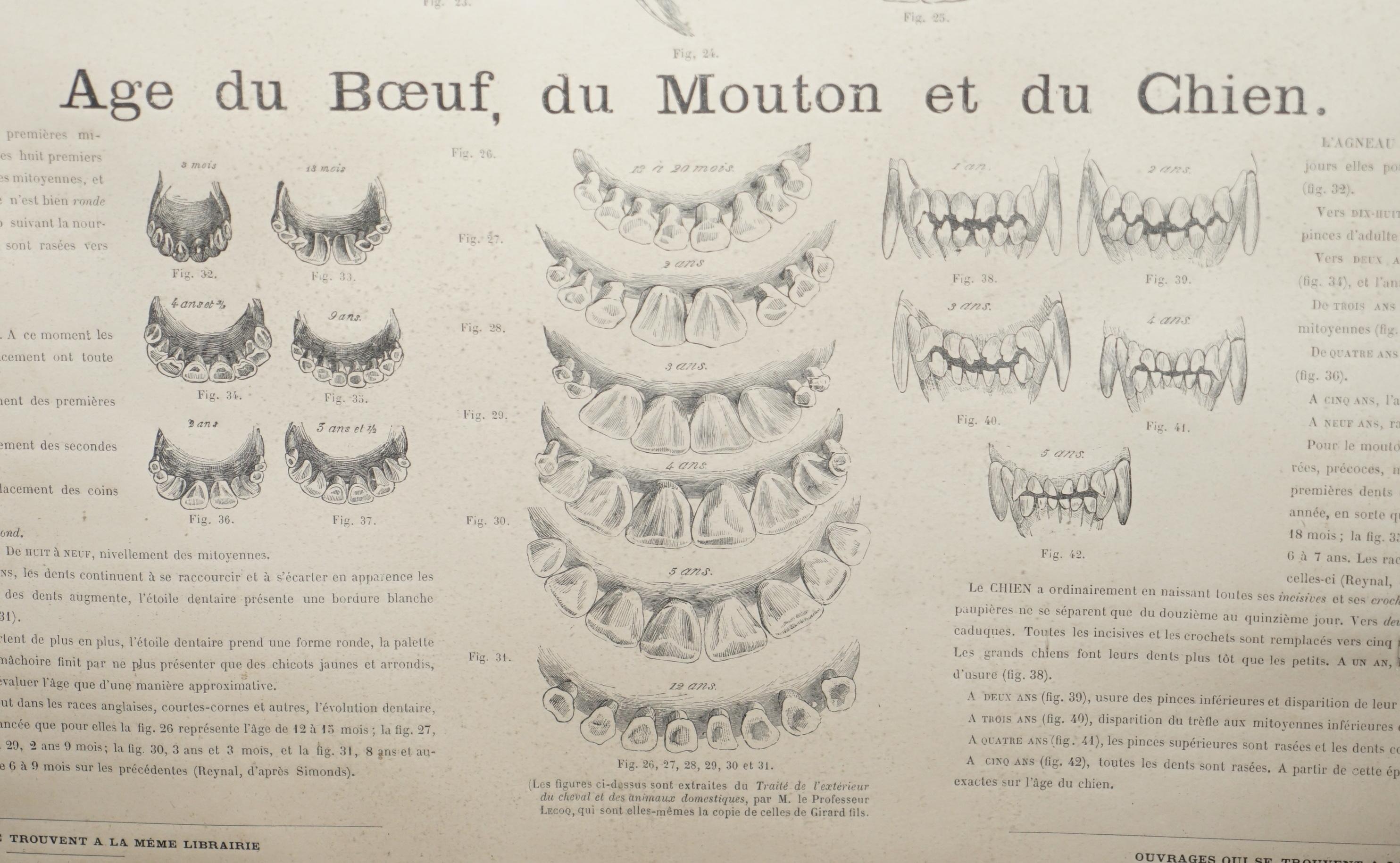 Paper Antique French Print of Horses Mouths and Teeth Equestrian Anotomy Interest