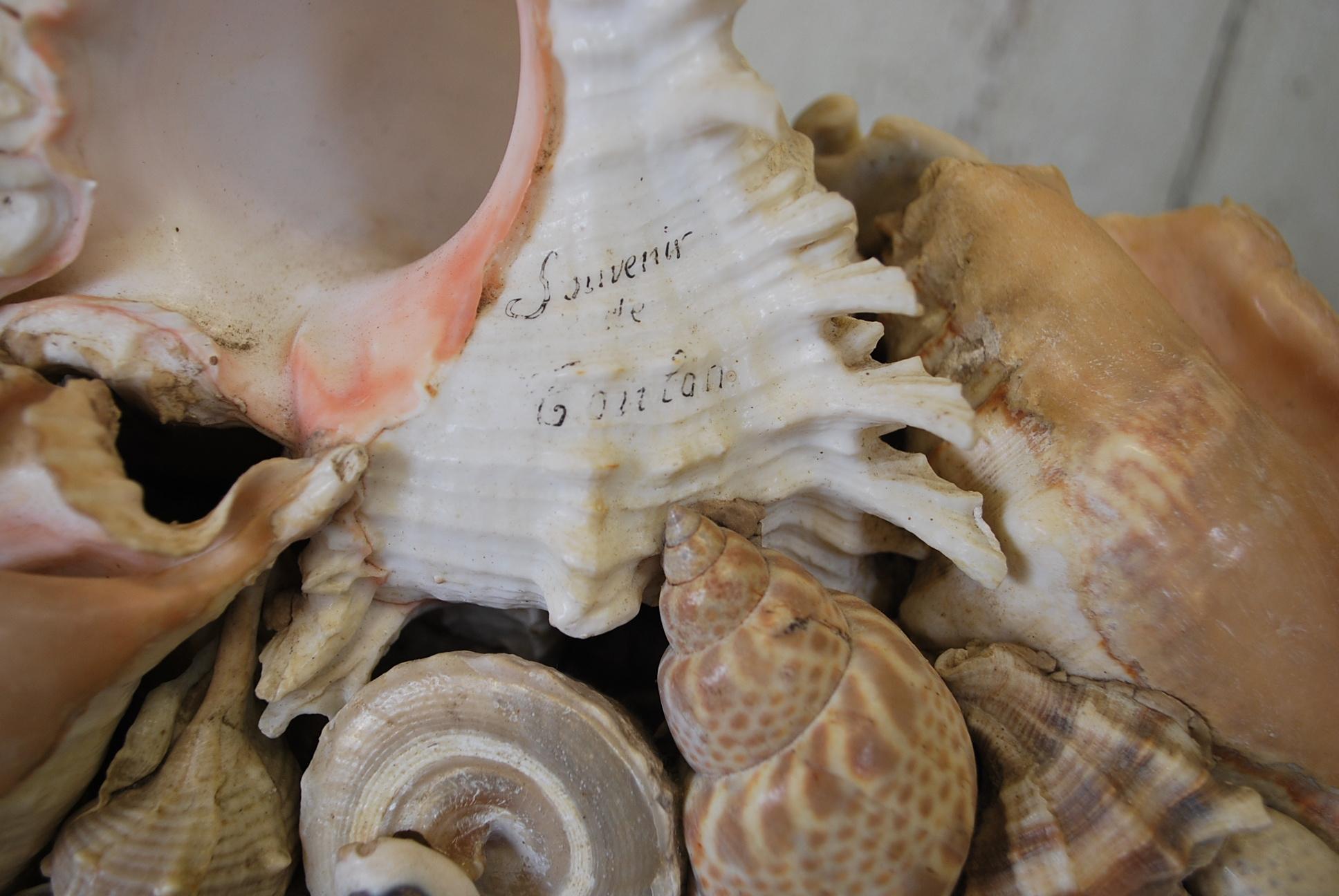 Antique French seashell  Decorative Jewellery /curios Box, Circa 1900 For Sale 1