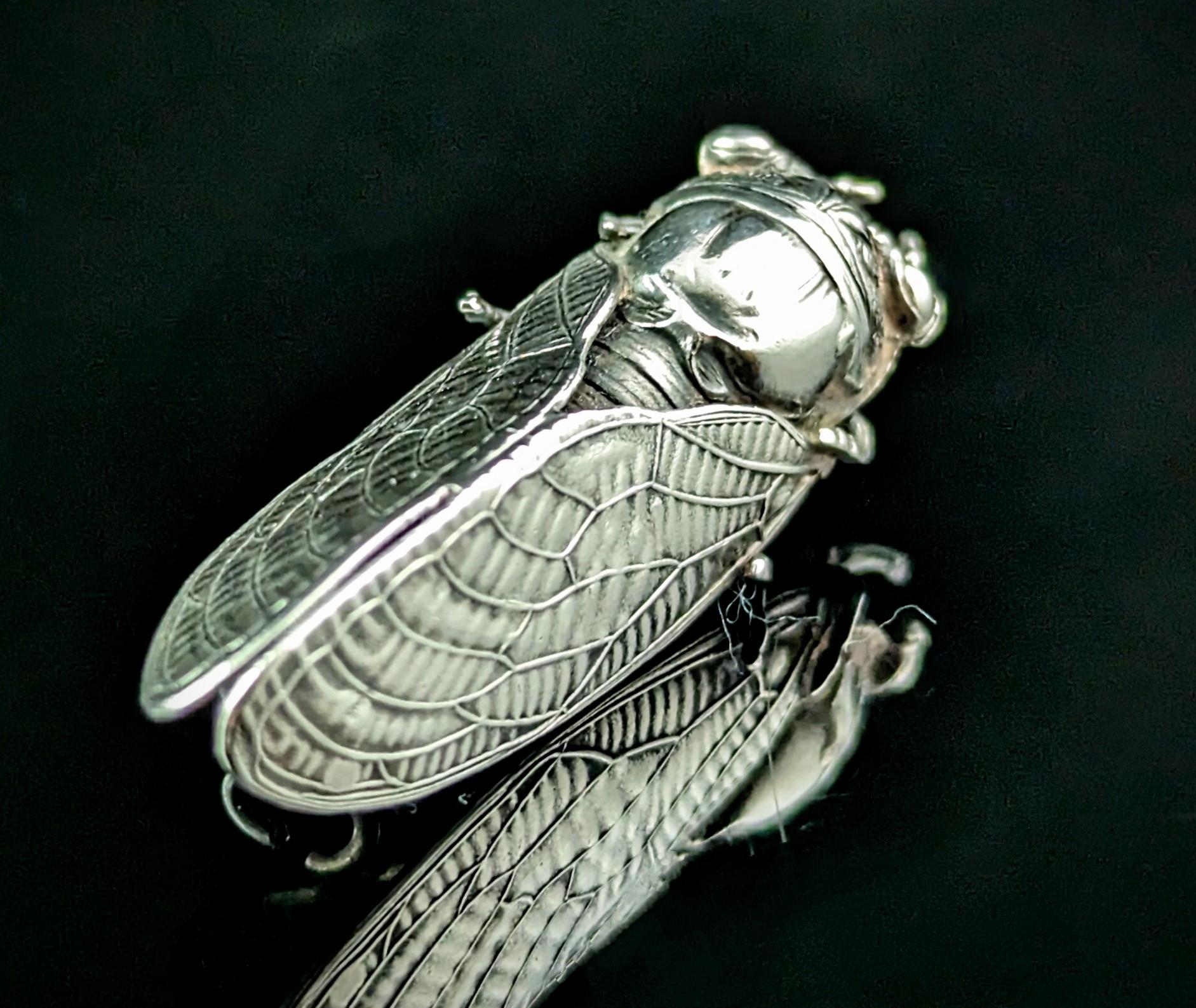 cicadas for sale