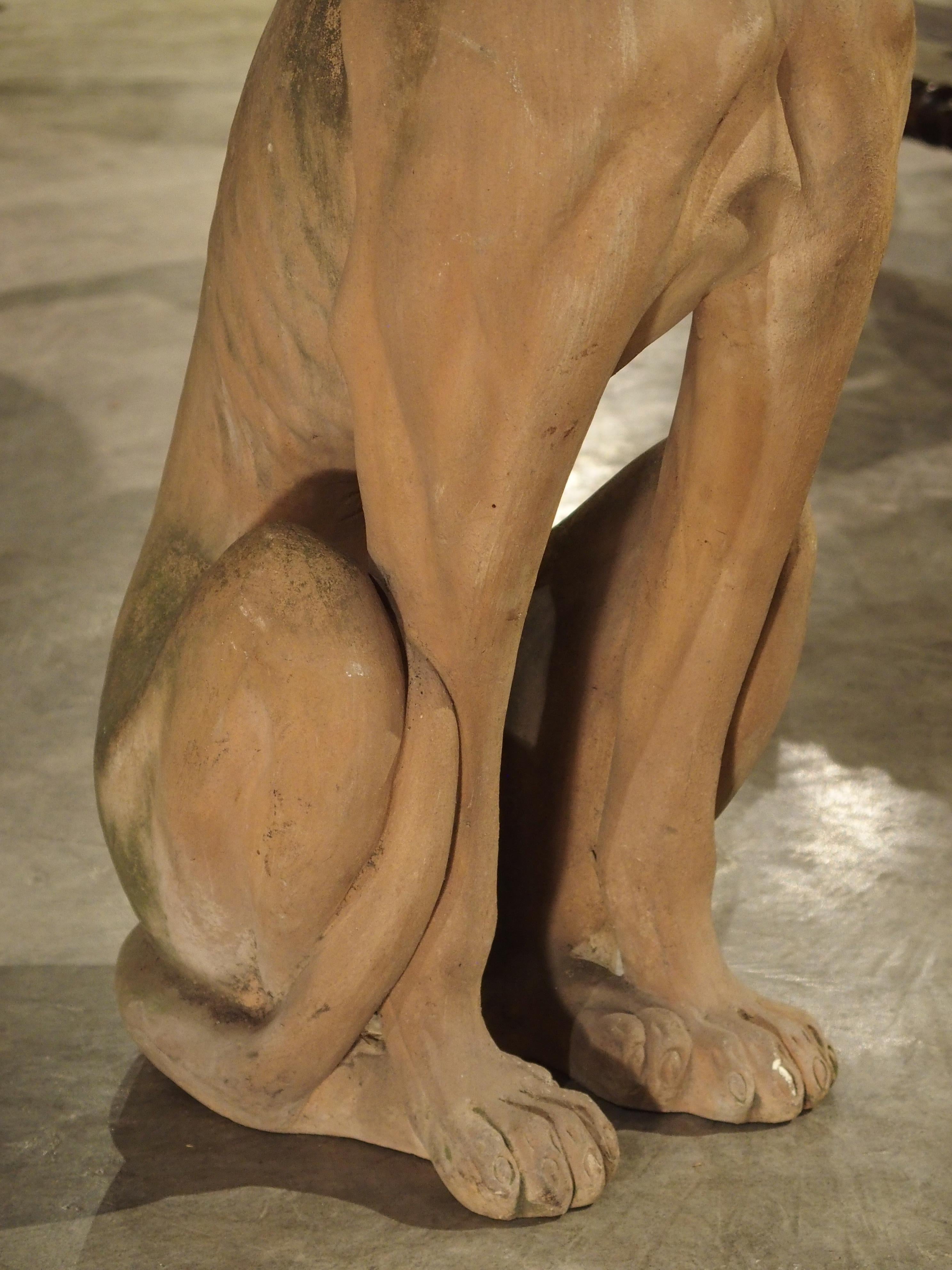 Antique French Terra Cotta Greyhound Statue 5
