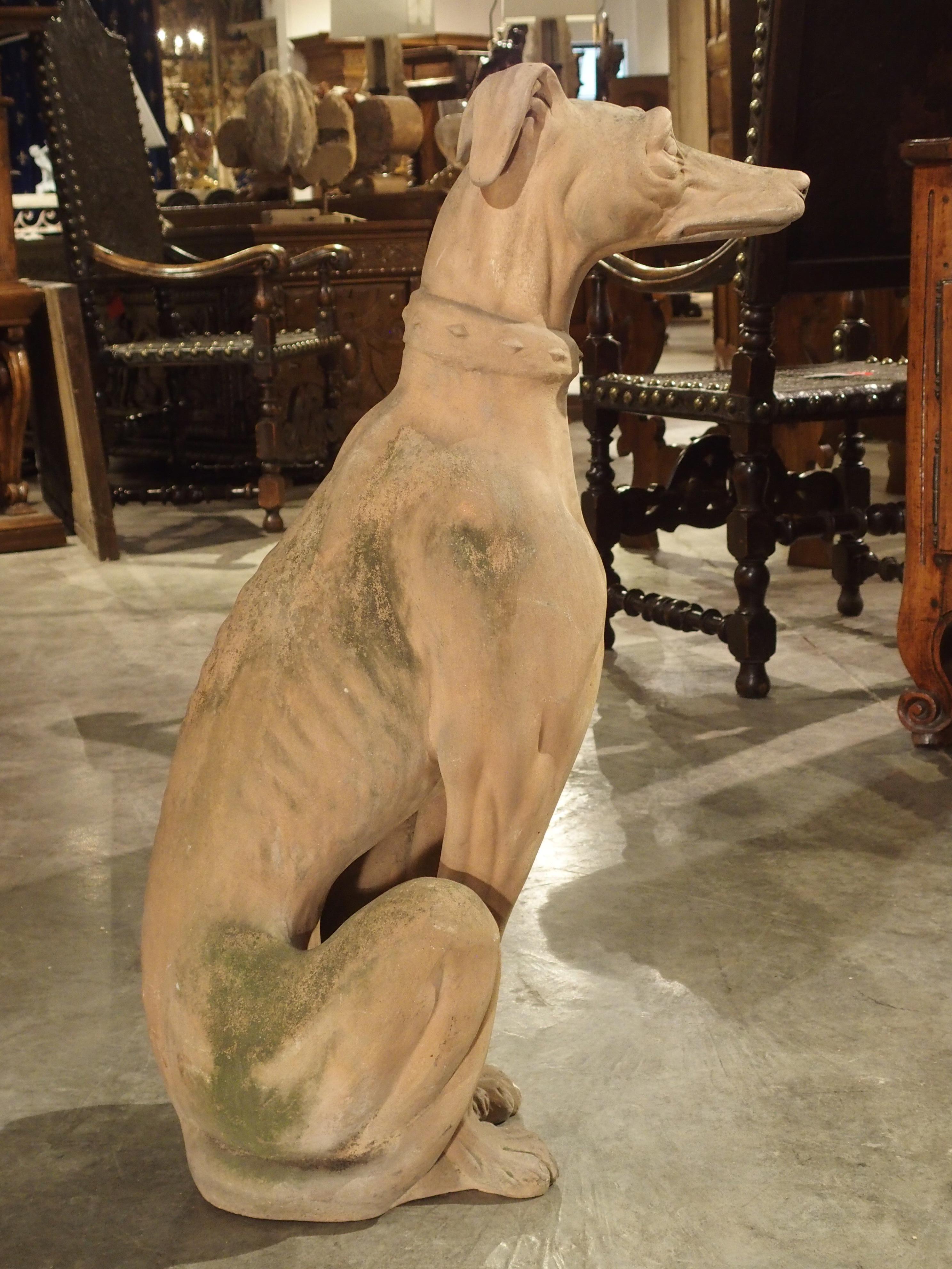 Antique French Terra Cotta Greyhound Statue 7