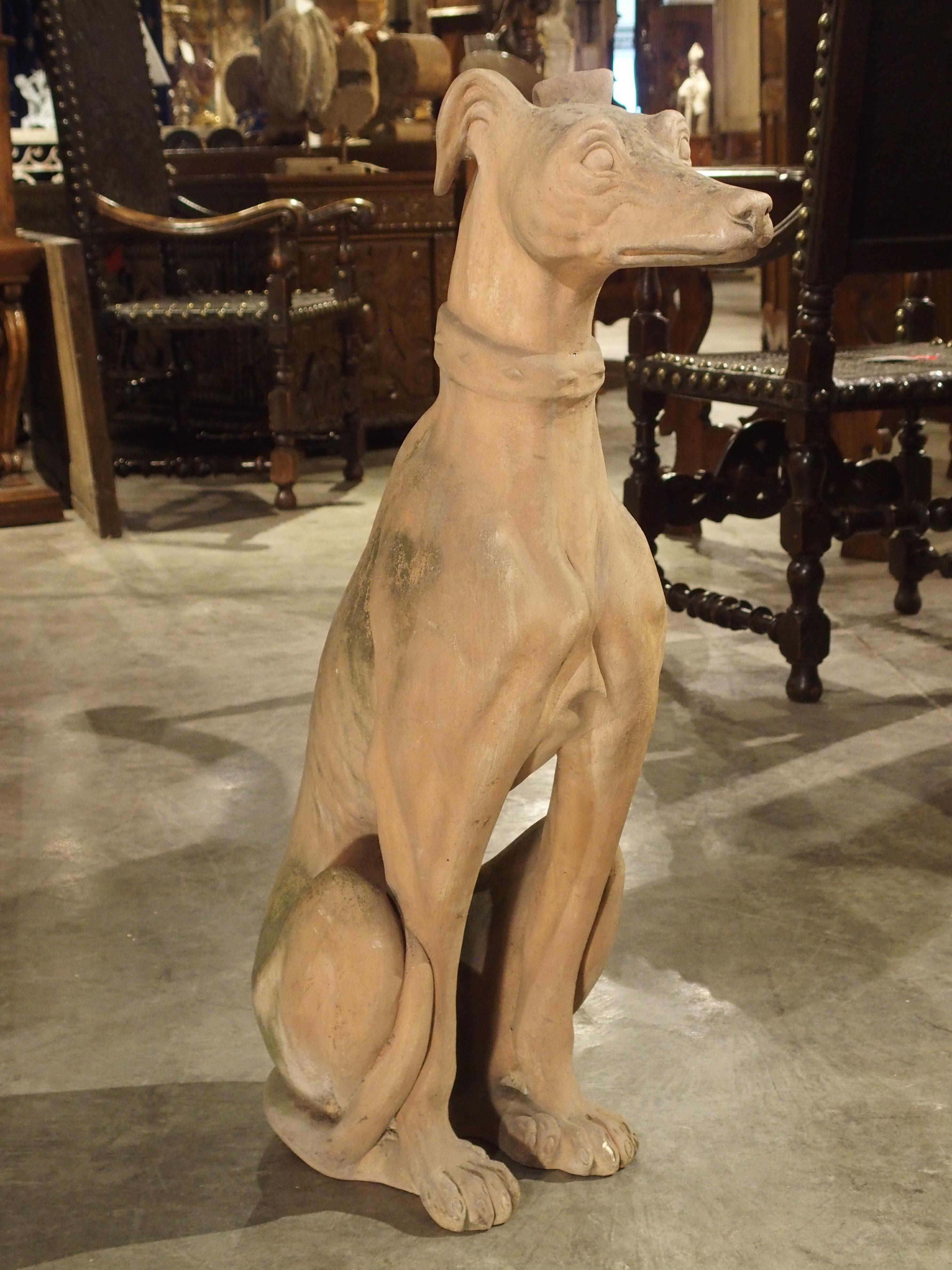Antique French Terra Cotta Greyhound Statue 11