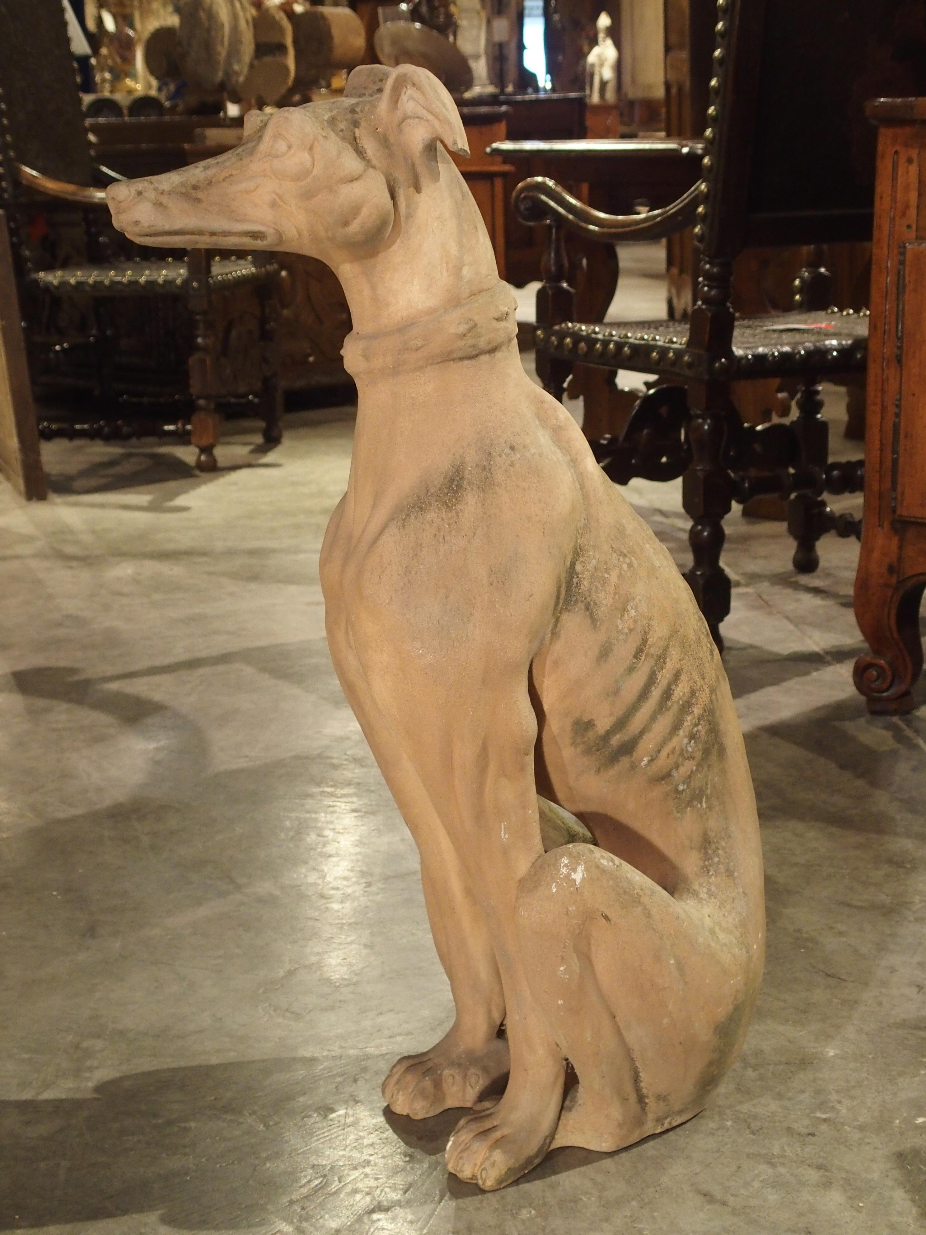 Antique French Terra Cotta Greyhound Statue In Good Condition In Dallas, TX