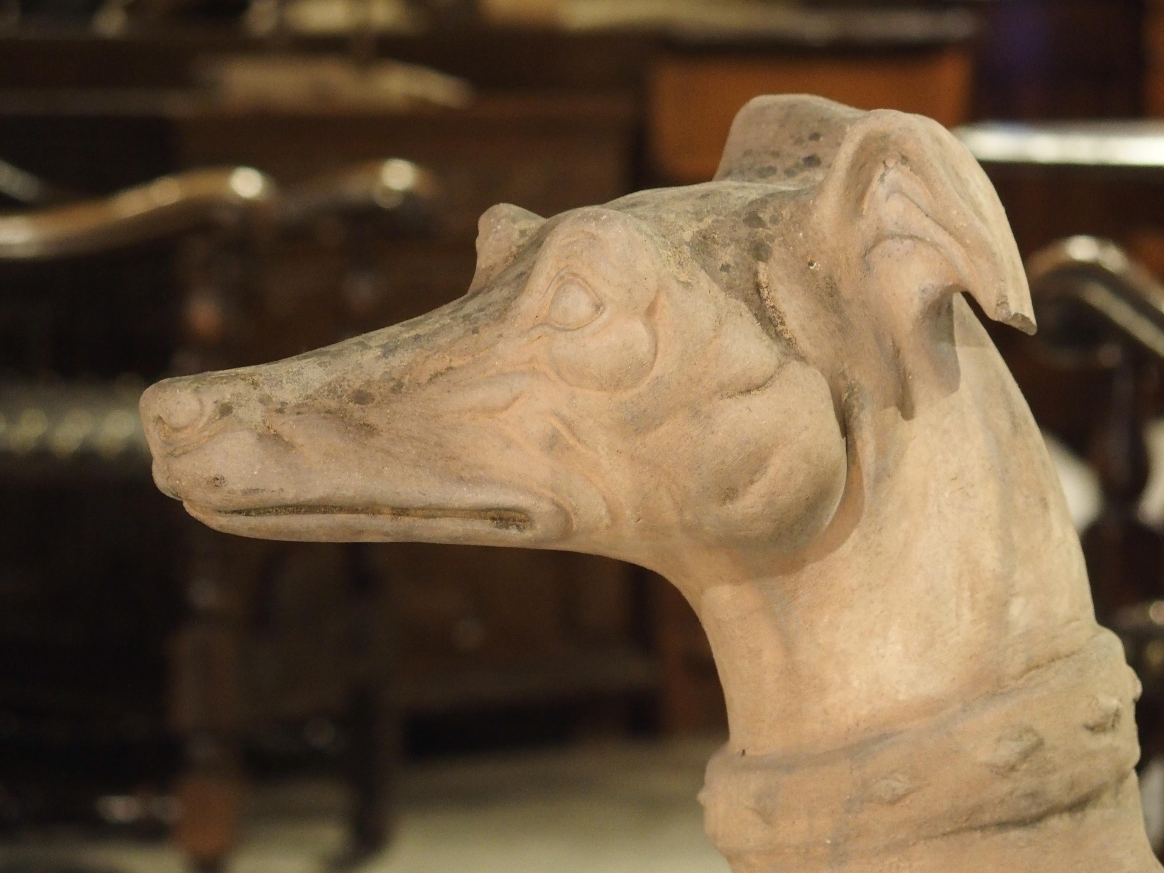 20th Century Antique French Terra Cotta Greyhound Statue