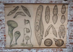 Antique Freshwater Infusorian Educational Chart