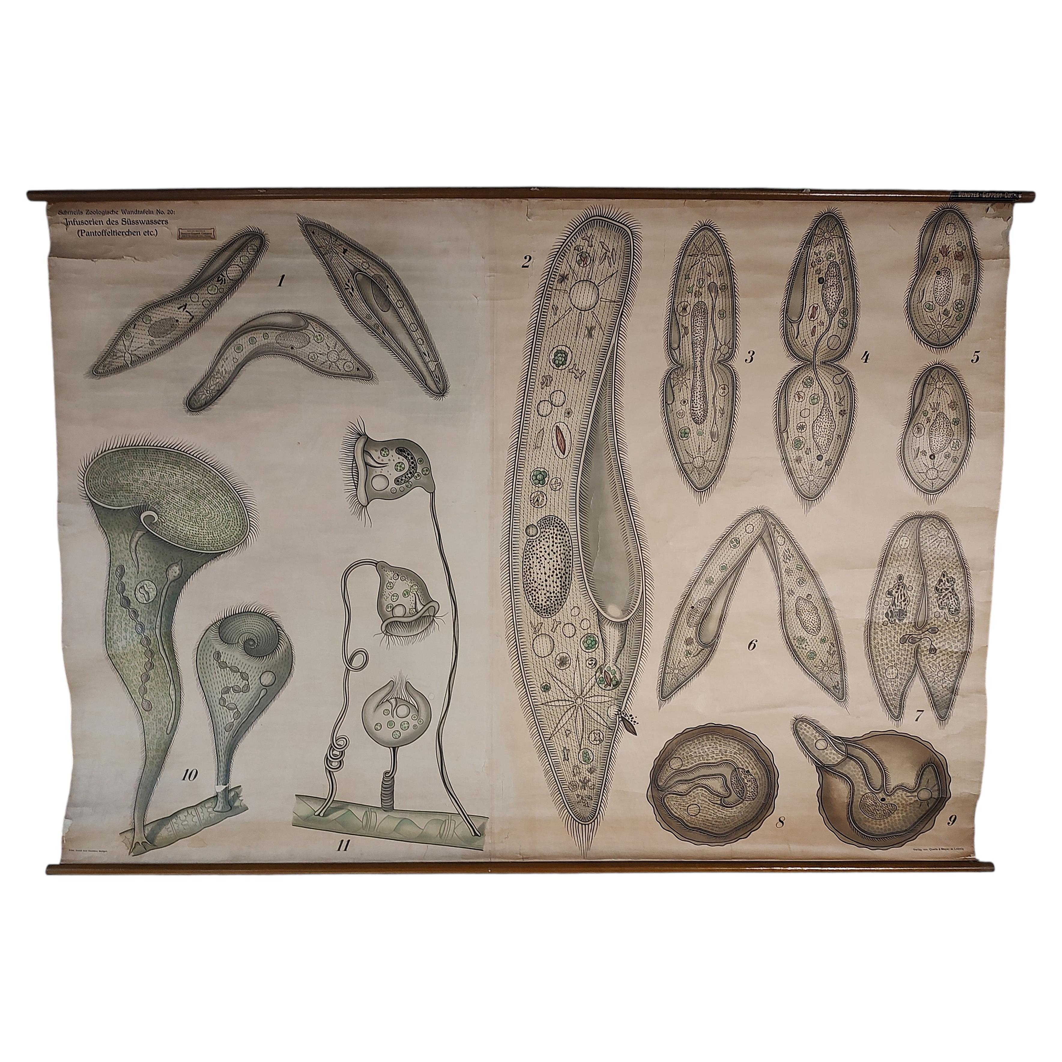 Tableau éducatif antique des infusoires d'eau douce