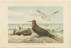 Antique Frigate Bird & Tropic Bird Print, Coastal Scene Lithograph, c.1895