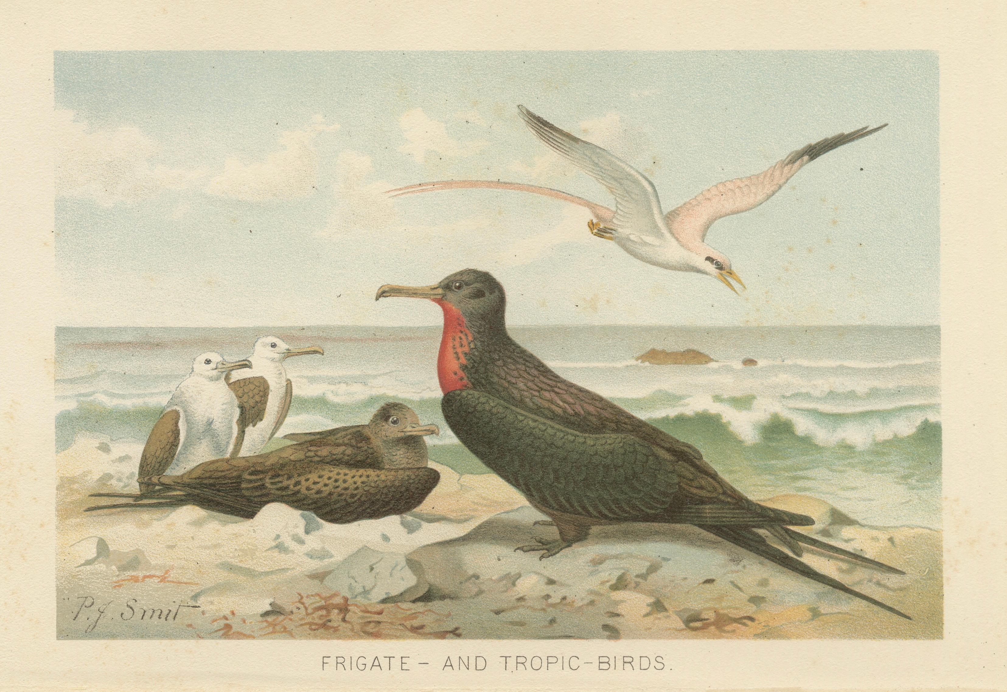 Antique Frigate Bird & Tropic Bird Print, Coastal Scene Lithograph, c.1895