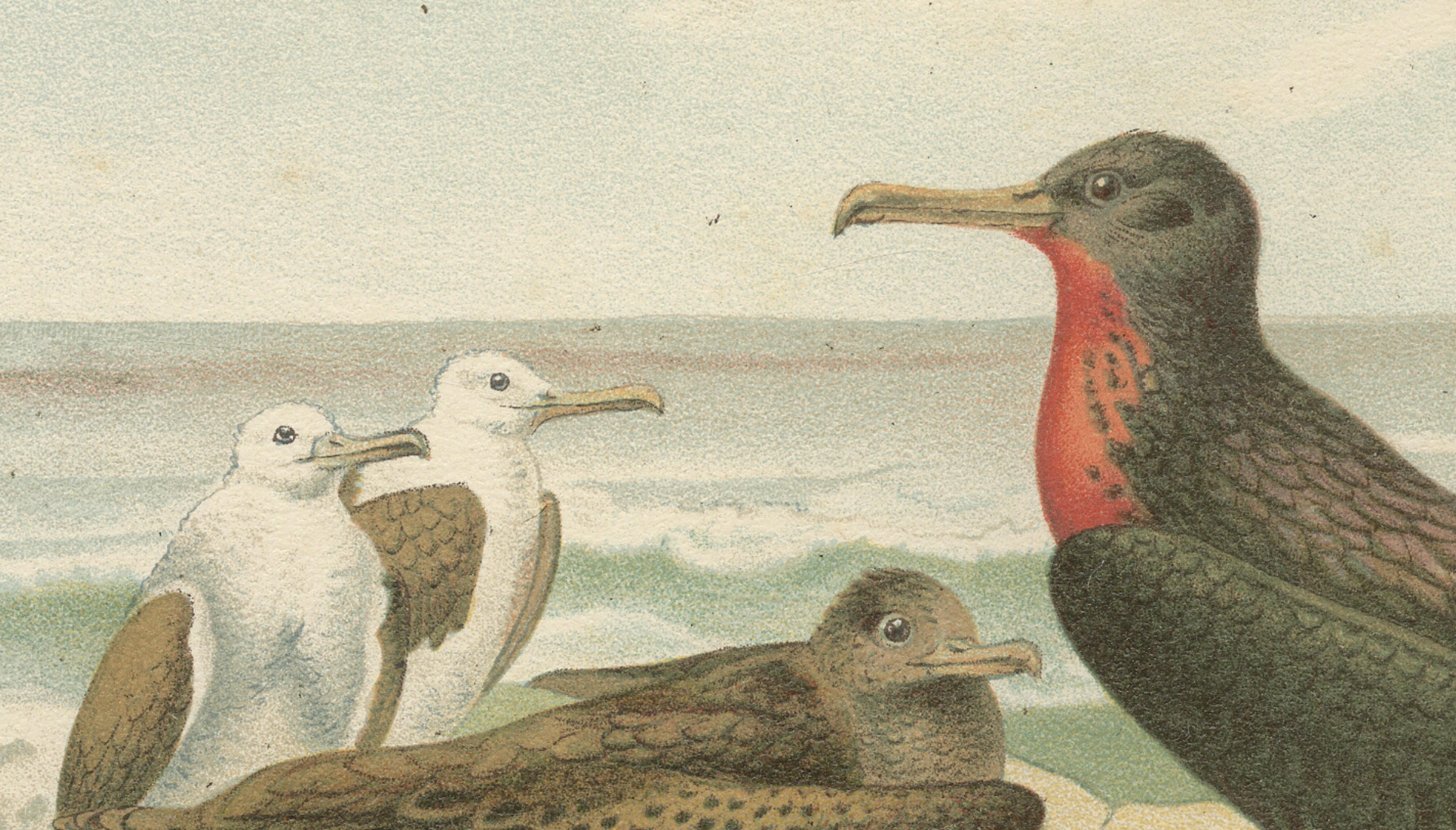 Antique Frigate Bird & Tropic Bird Print, Coastal Scene Lithograph, c.1895