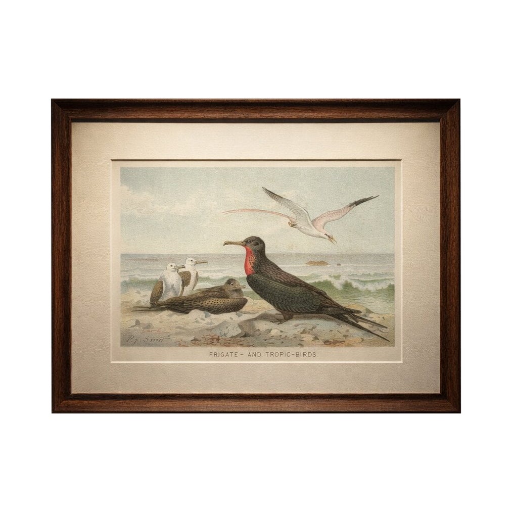 Antique Frigate Bird & Tropic Bird Print, Coastal Scene Lithograph, c.1895