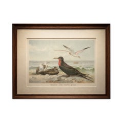 Antique Frigate Bird & Tropic Bird Print, Coastal Scene Lithograph, c.1895