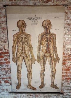 Antique Frohse Anatomical Chart