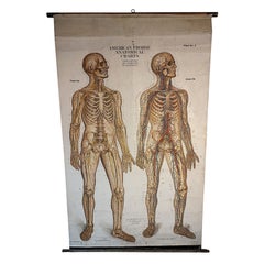 Antique Frohse Anatomical Chart