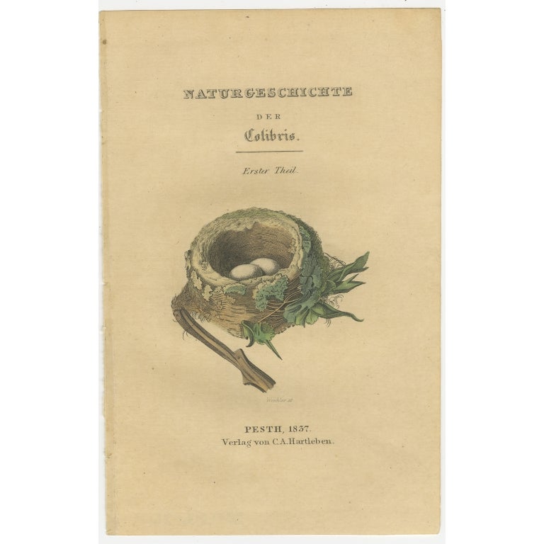Antique Frontispiece with the Nest and Eggs of Hummingbirds, 1837 For Sale