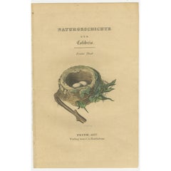 Antique Frontispiece with the Nest and Eggs of Hummingbirds, 1837
