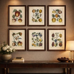 Antique Fruit Chromolithographs, Apples & Plums, Set of Six, Calwer 1854