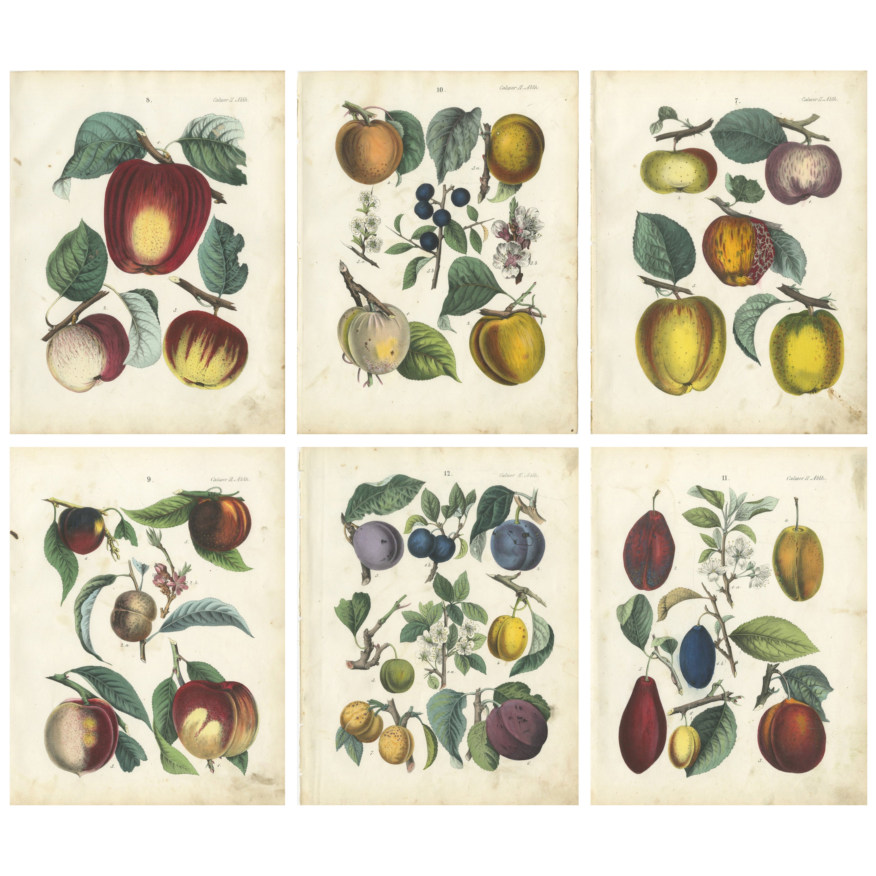 Antiche cromolitografie di frutta, mele e prugne, set di sei, Calwer 1854