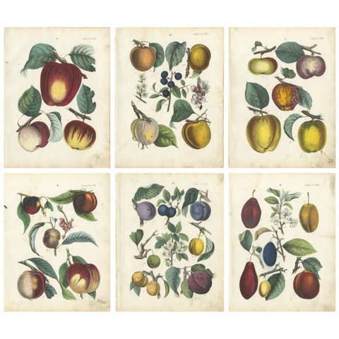 Antique Fruit Chromolithographs, Apples & Plums, Set of Six, Calwer 1854