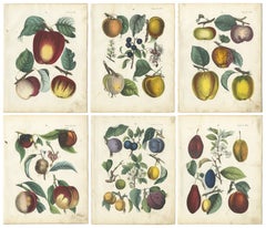 Chromolithographies anciennes de fruits, pommes et prunes, ensemble de six, Calwer 1854
