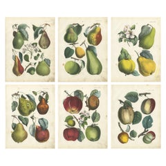 Antique Fruit Chromolithographs, Pears and Apples, Set of Six, Calwer 1854