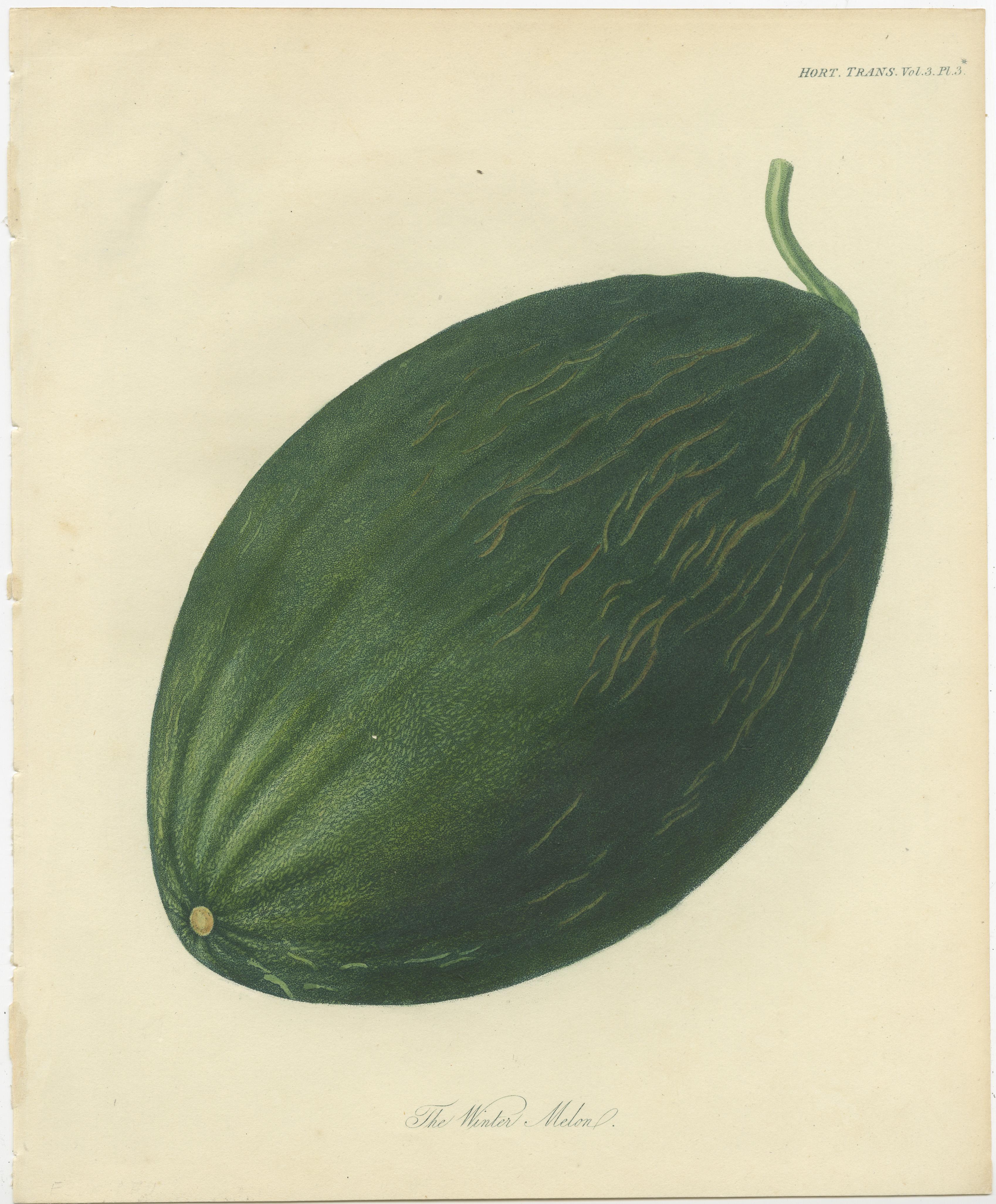 Antique print titled 'The Winter Melon'. This print originates from 'Transactions of the Horticultural Society of London' published circa 1835.

In Transactions of the Horticultural Society of London we find some of the most beautifully illustrated