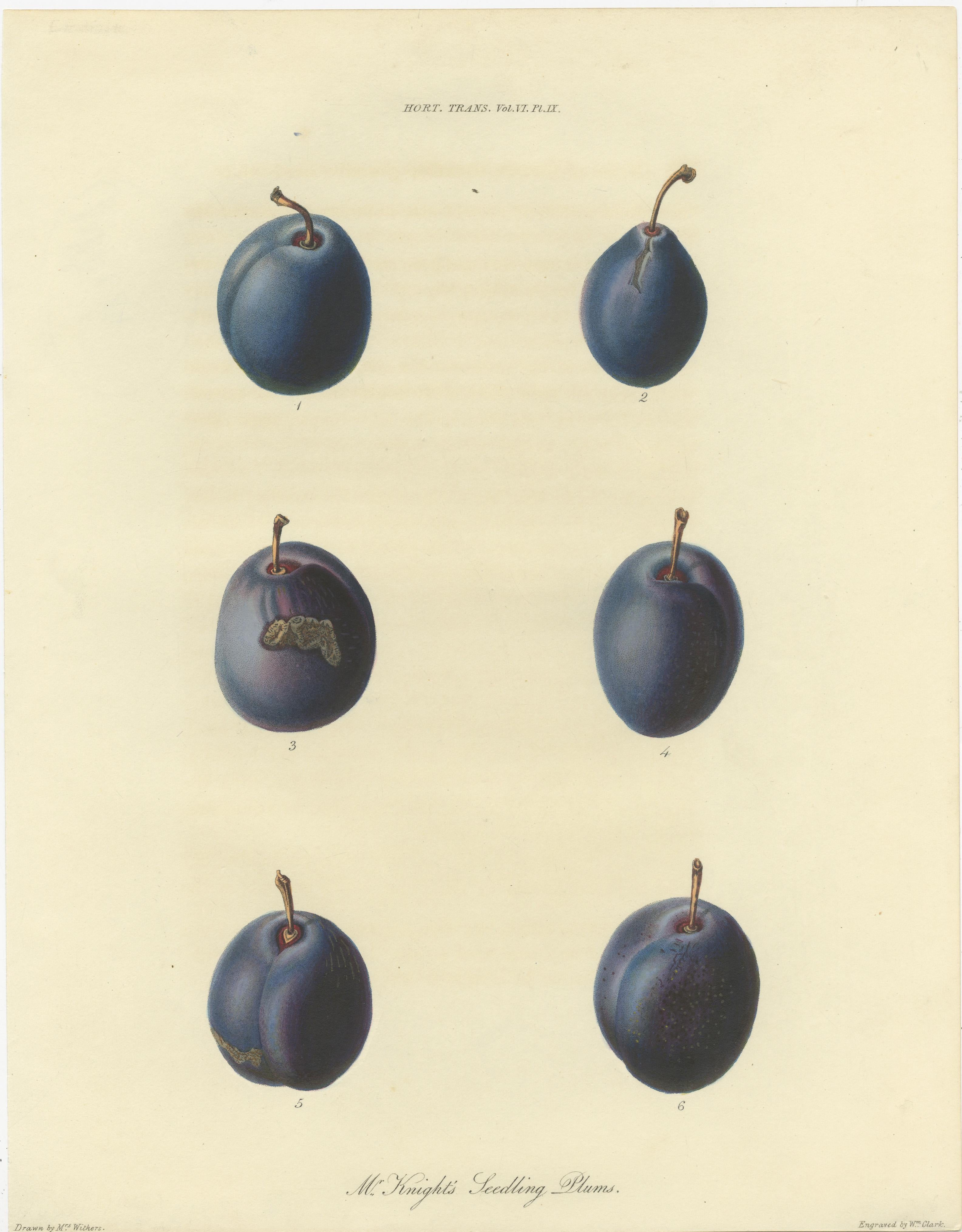 Antique print titled 'Mr. Knight's Seedling Plums'. This print originates from 'Transactions of the Horticultural Society of London' published circa 1835.

In Transactions of the Horticultural Society of London we find some of the most beautifully