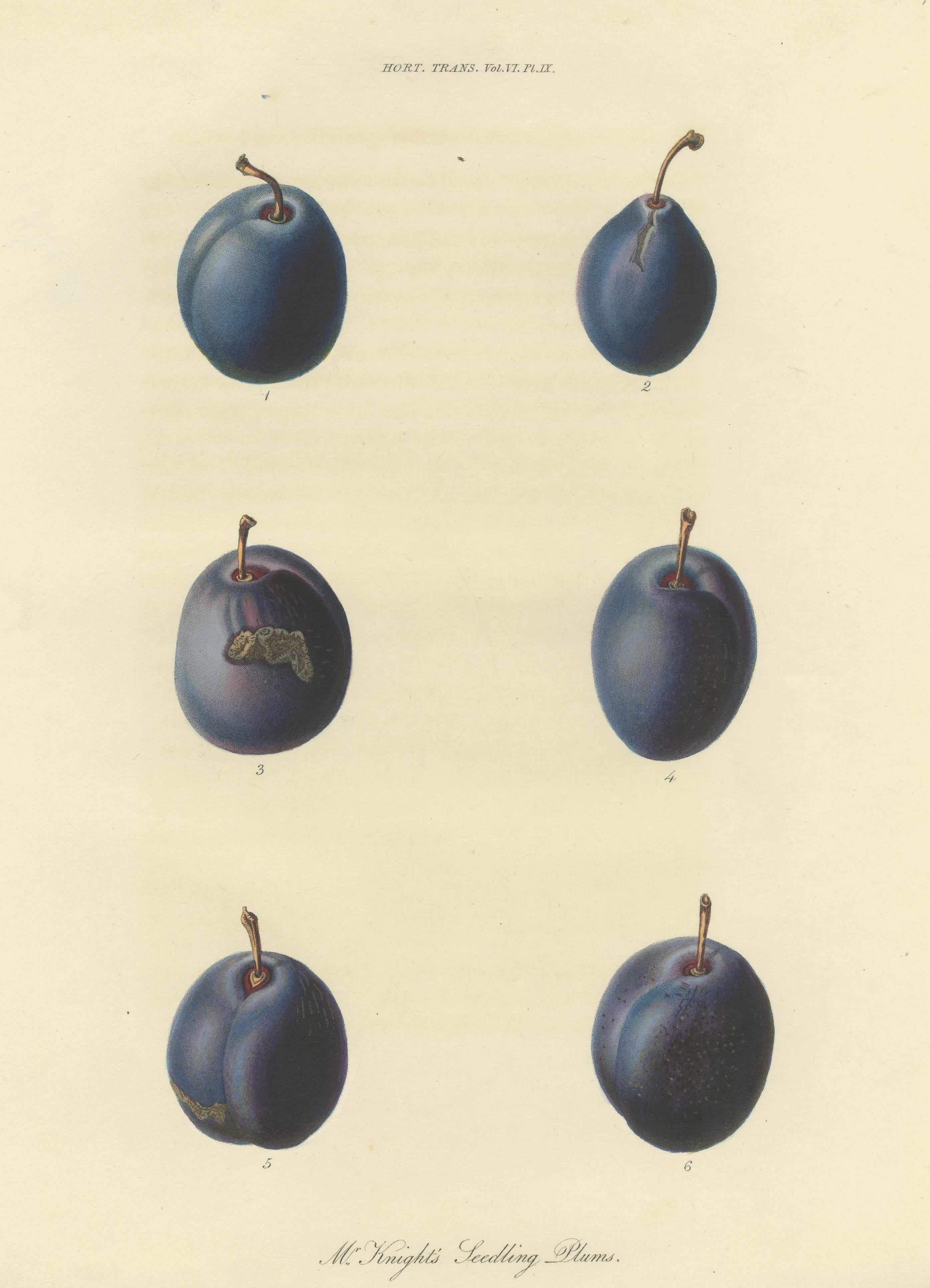Antique Fruit Print of Mr. Knight's Seedling Plums In Good Condition For Sale In Langweer, NL