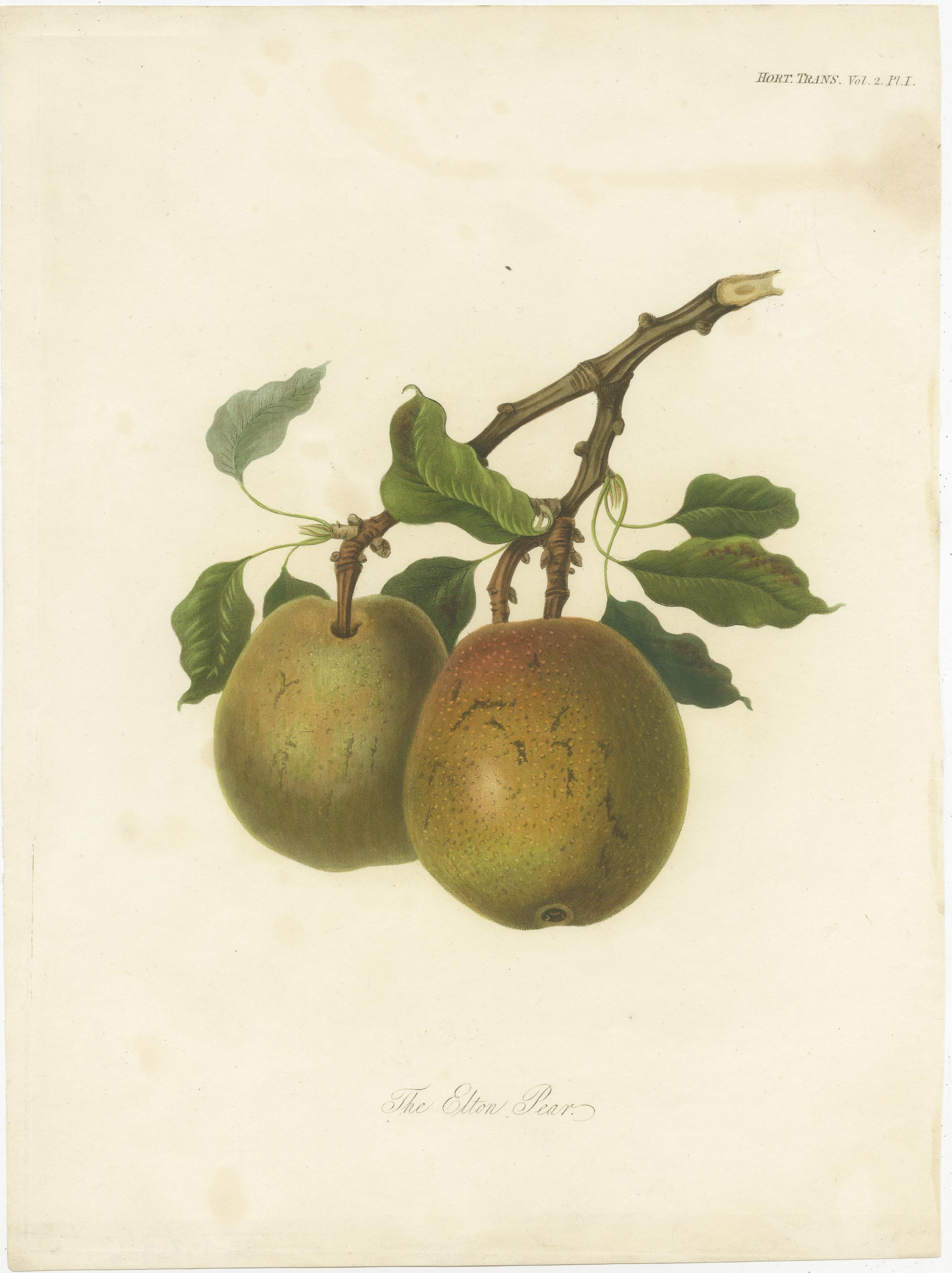 Antique print titled 'The Elton Pear'. This print originates from 'Transactions of the Horticultural Society of London' published circa 1835.

In Transactions of the Horticultural Society of London we find some of the most beautifully illustrated