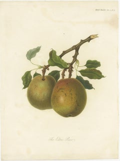 Antique Fruit Print of the Elton Pear