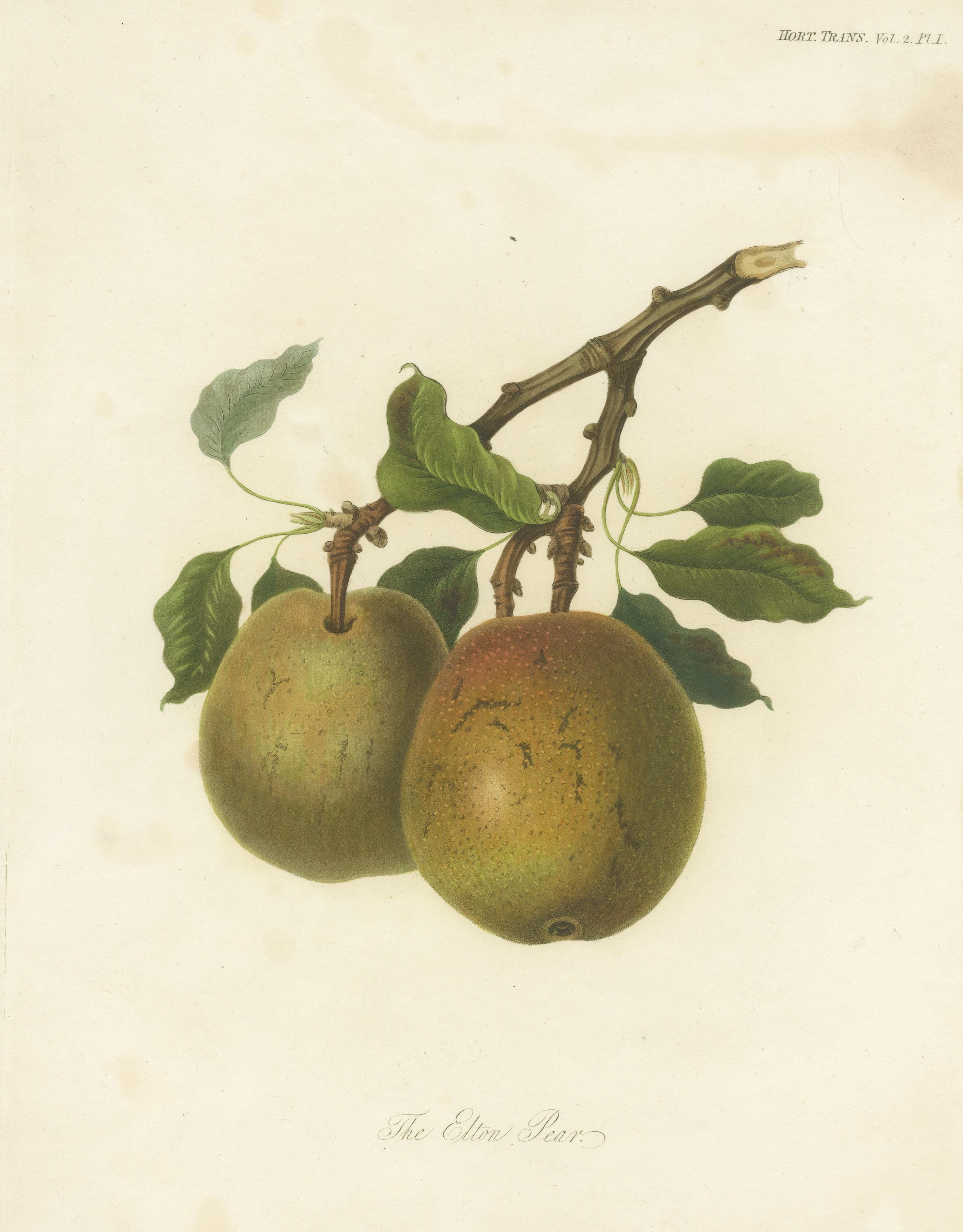 Impression de fruits antique de la poire d'Elton Bon état - En vente à Langweer, NL