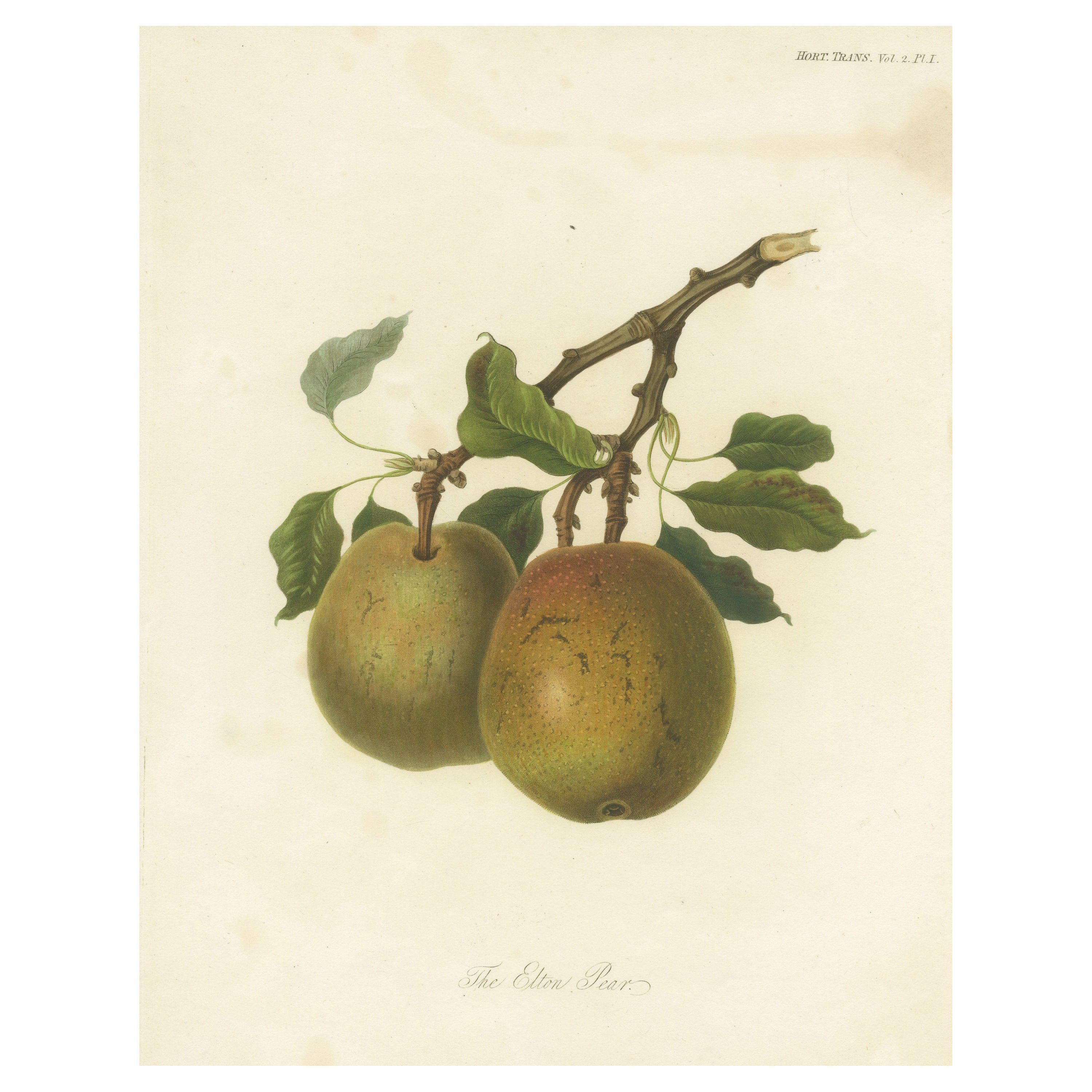 Grabado Frutal Antiguo de la Pera Elton