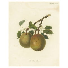 Grabado Frutal Antiguo de la Pera Elton