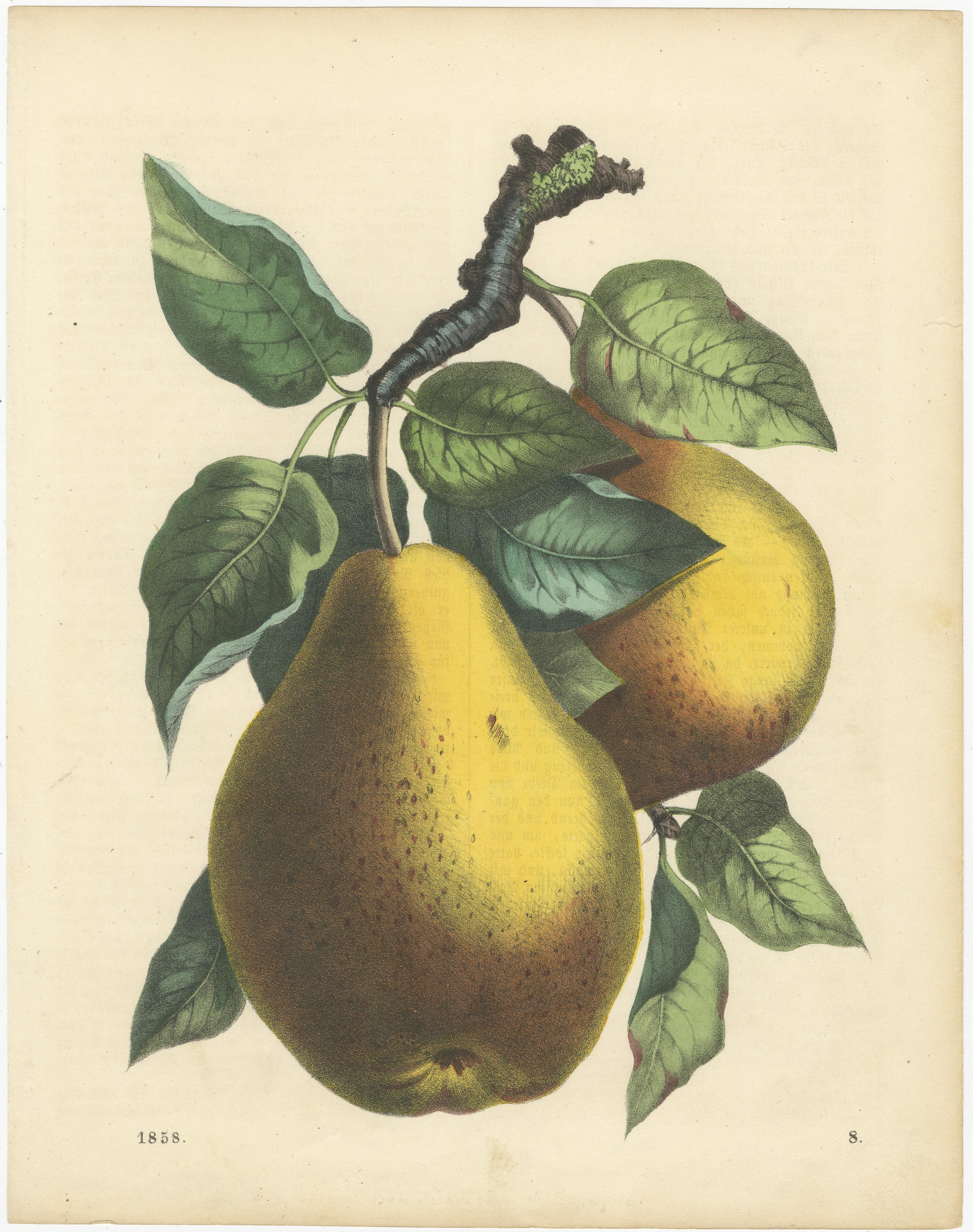 Grabados Antiguos de Frutas - Peras, Fresas, Manzanas con Insectos, c.1840s-1850s

Encantador conjunto de cinco litografías originales coloreadas a mano que representan una variedad de frutas con un detalle natural excepcional. Los grabados