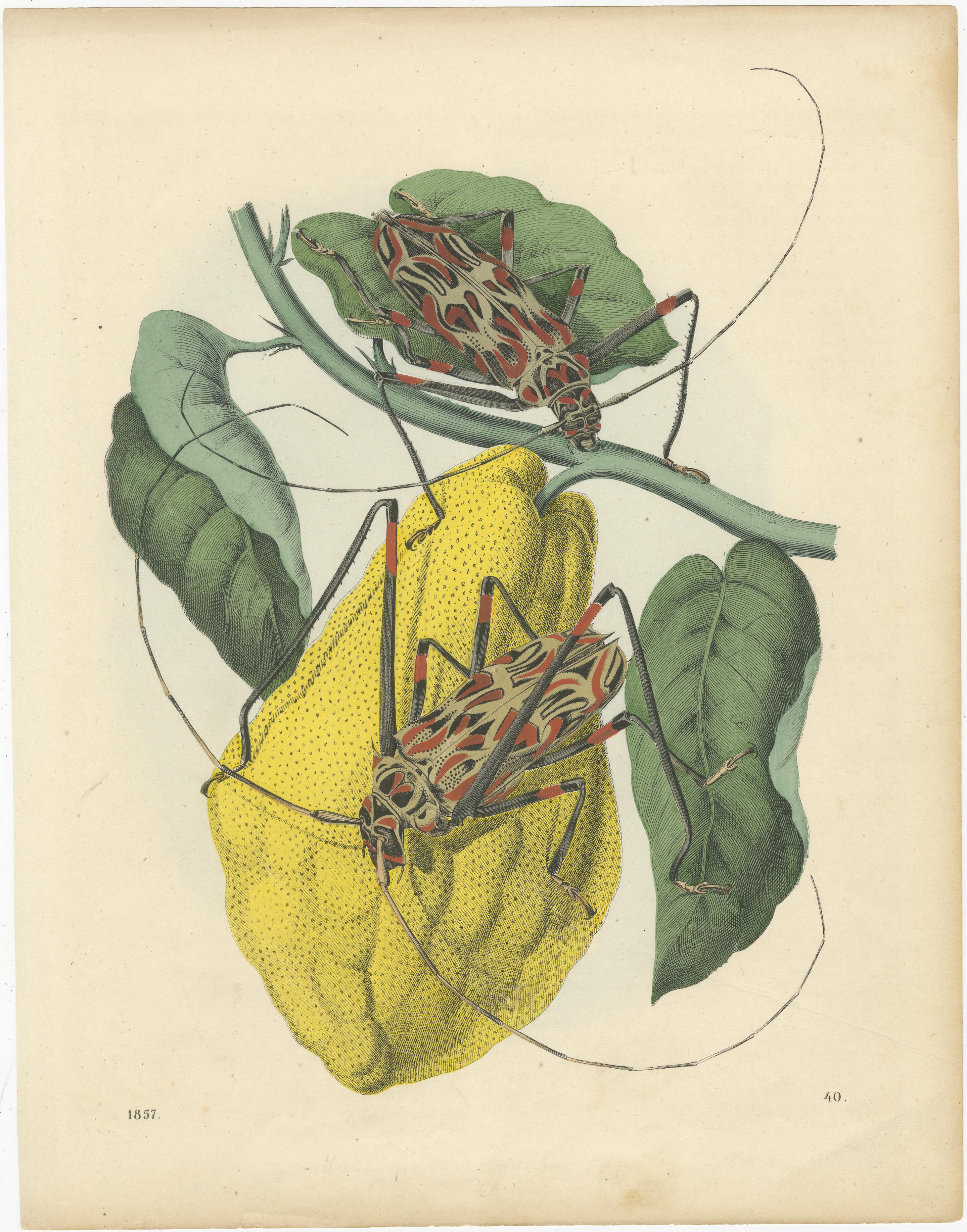 Grabados Antiguos de Frutas - Peras, Fresas, Manzanas con Insectos, circa 1850 en Bueno estado para la venta en Langweer, NL