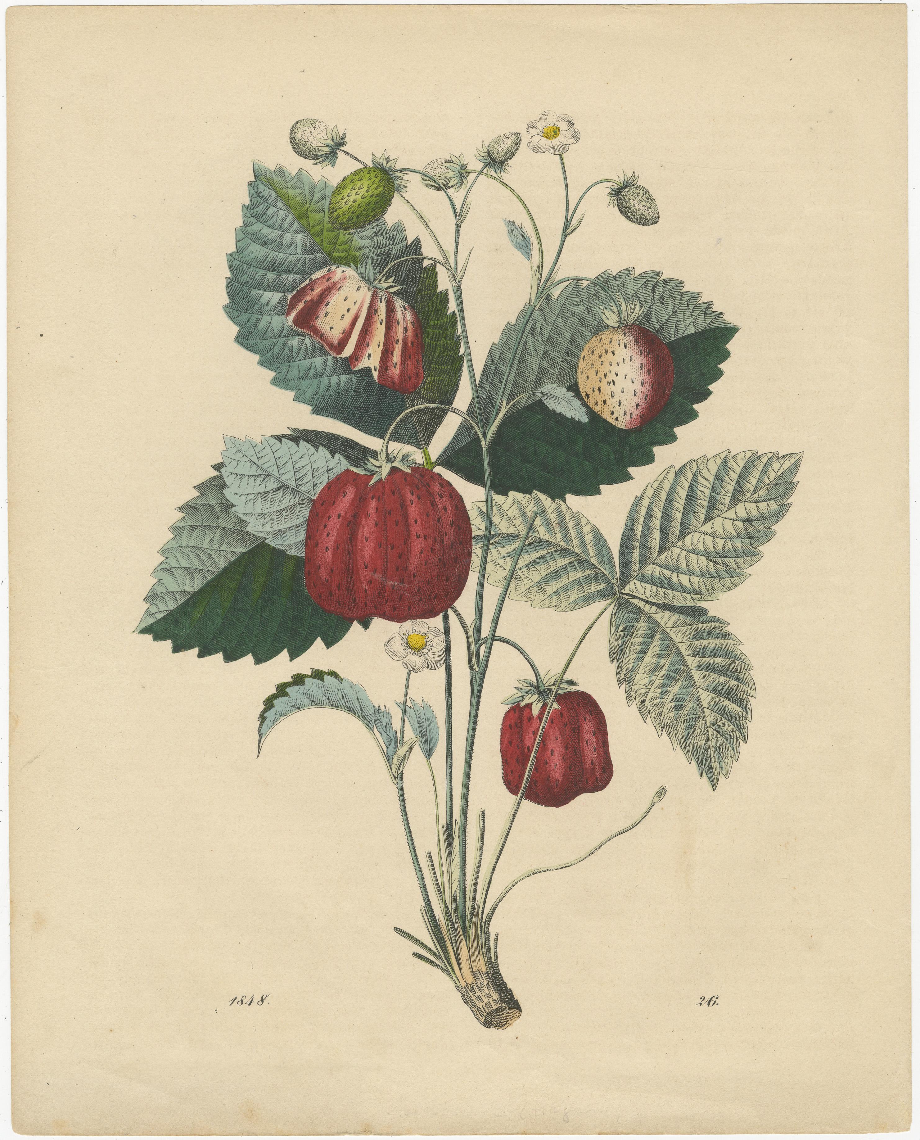 Grabados Antiguos de Frutas - Peras, Fresas, Manzanas con Insectos, circa 1850 siglo XIX en venta