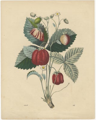 Antique Fruit Prints, Pears, Strawberry, Apple with Insects, circa 1850, view 5