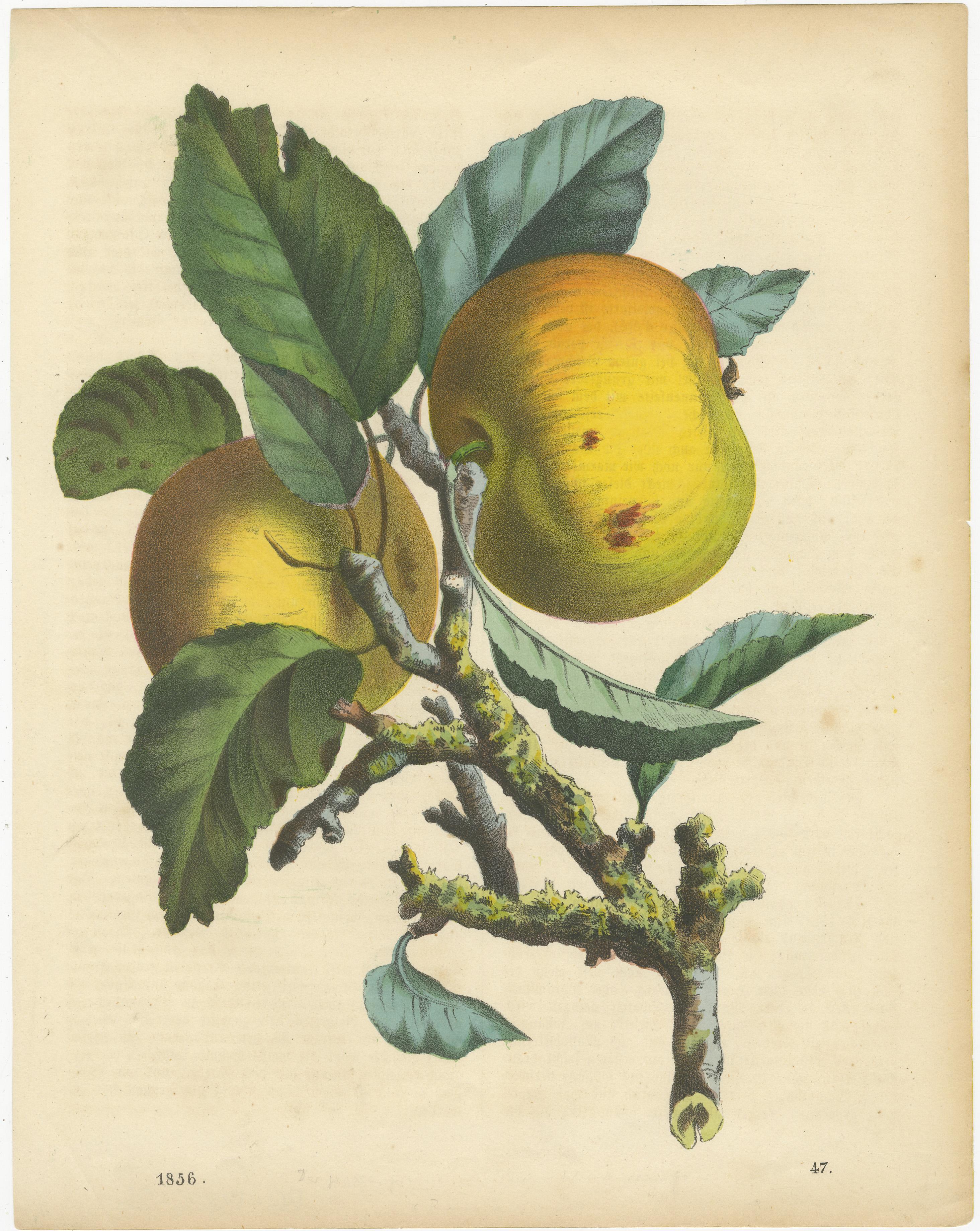 Grabados Antiguos de Frutas - Peras, Fresas, Manzanas con Insectos, circa 1850 Papel en venta