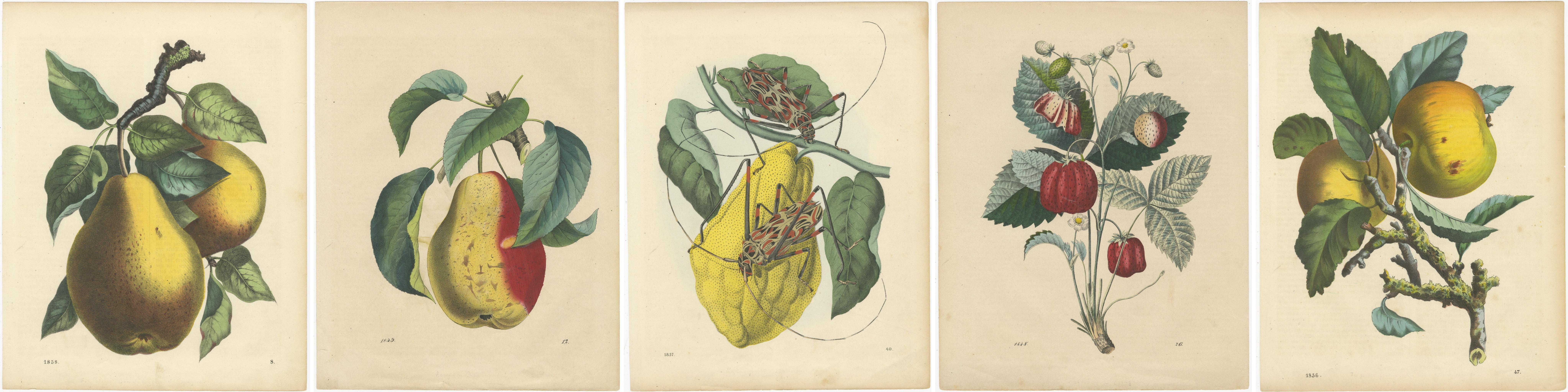 Grabados Antiguos de Frutas - Peras, Fresas, Manzanas con Insectos, circa 1850 en venta 1