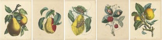 Antique Fruit Prints, Pears, Strawberry, Apple with Insects, circa 1850, view 7