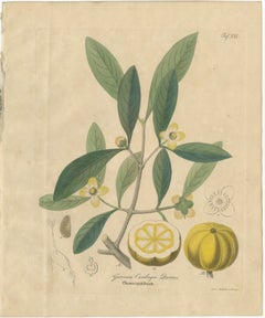 Stampa botanica antica di Gamboge, Garcinia Cambogia, colorata a mano, 1831 ca.