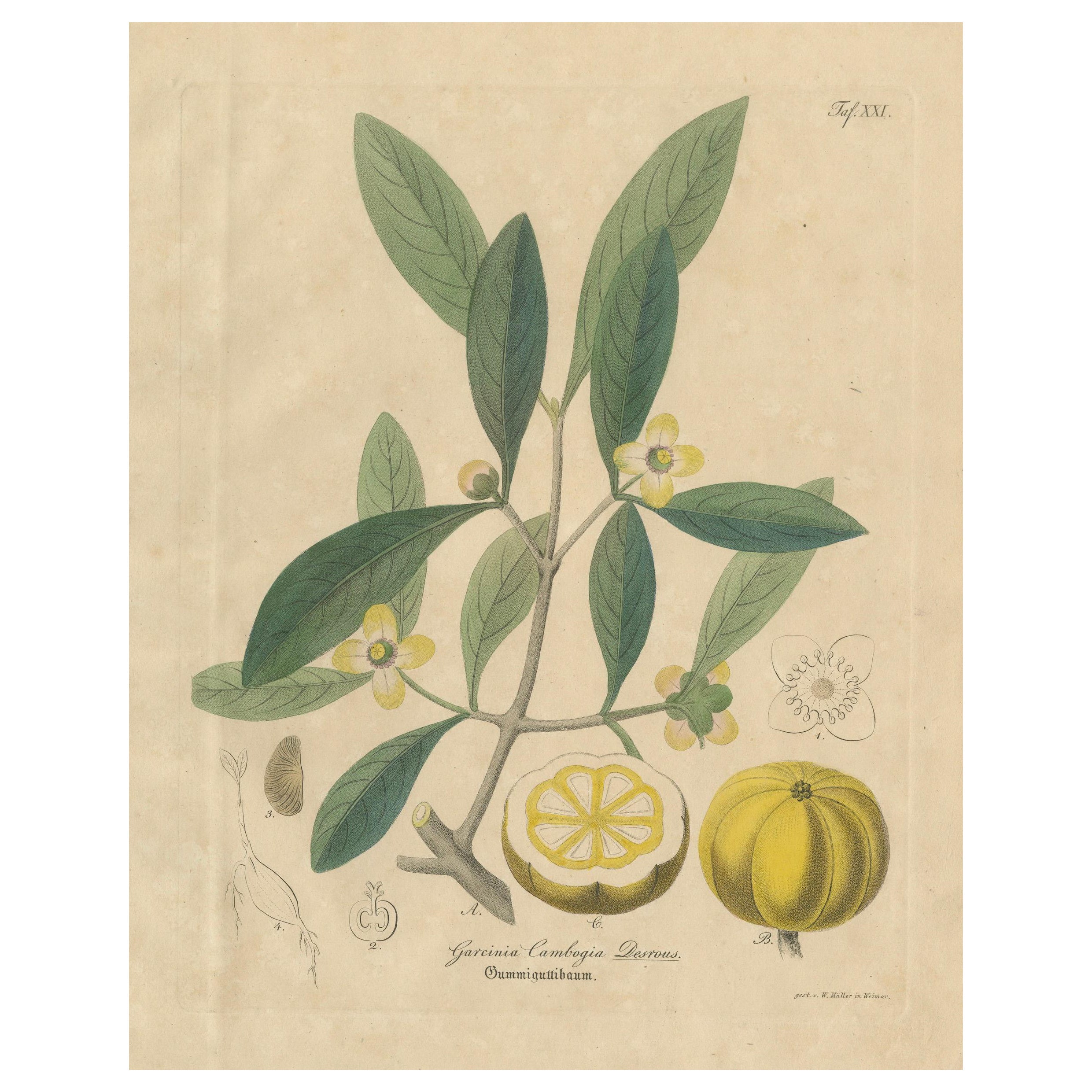 Antique Gamboge Botanical Print, Garcinia Cambogia, Hand Colored, c.1831