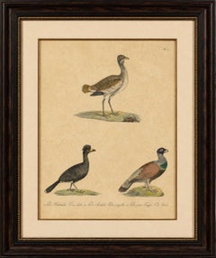 Antique Game Birds & Bustard Lithograph by Karl Joseph Brodtmann, 1816