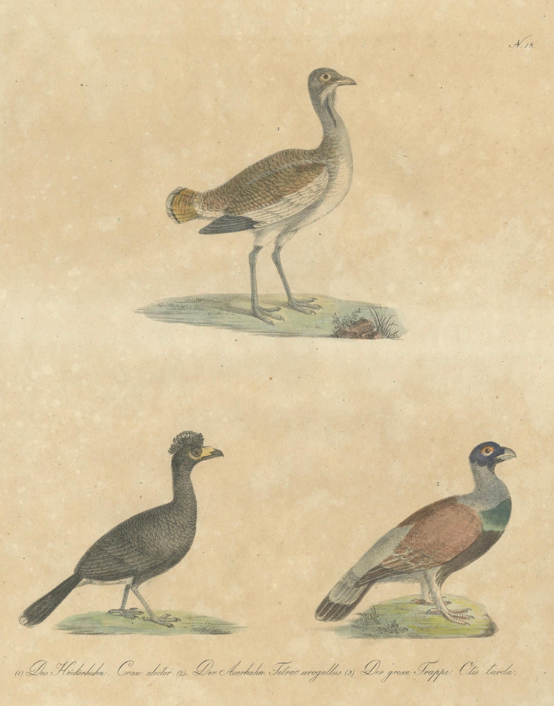 Antique Game Birds & Bustard Lithograph by Karl Joseph Brodtmann, 1816