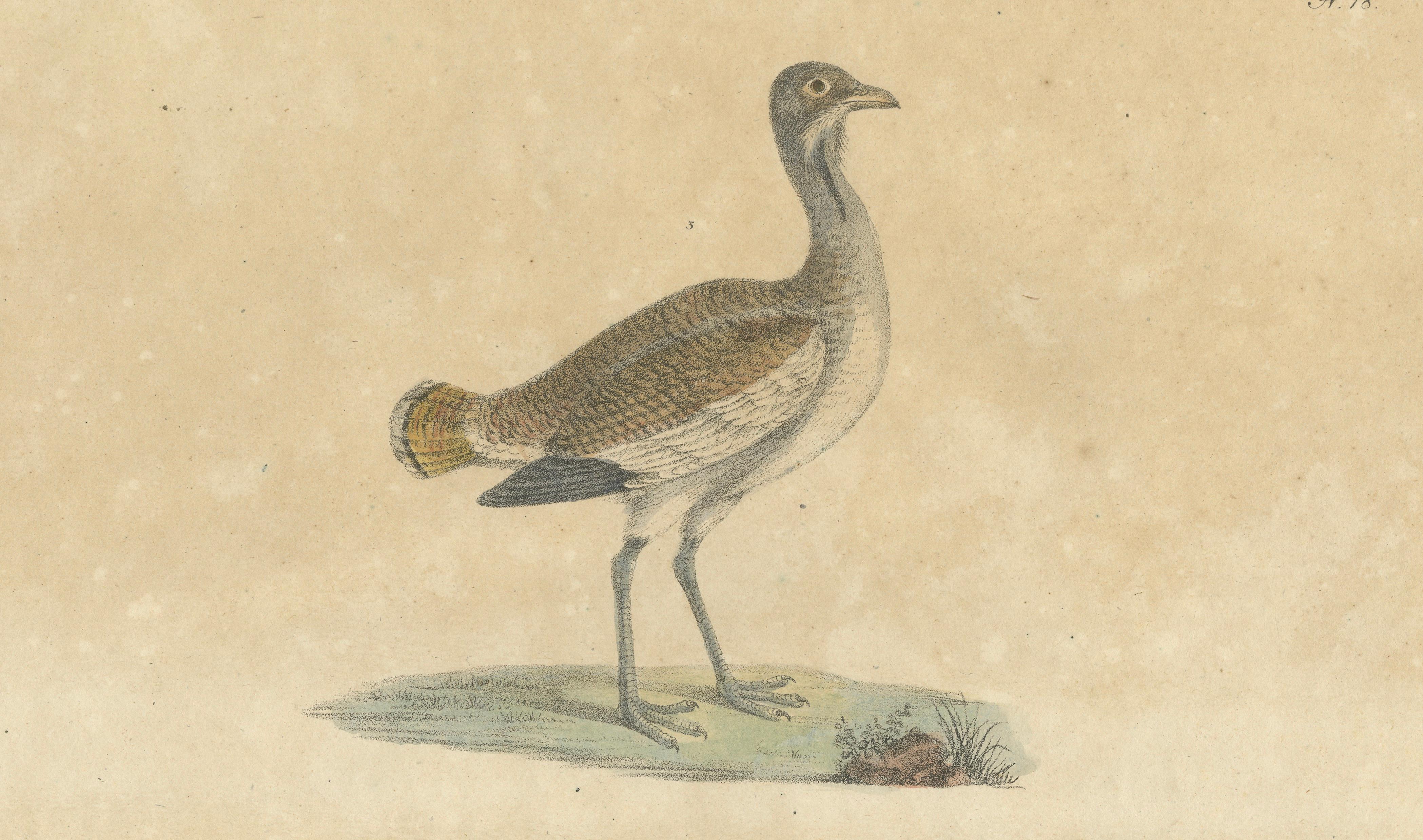 Antique Game Birds & Bustard Lithograph by Karl Joseph Brodtmann, 1816