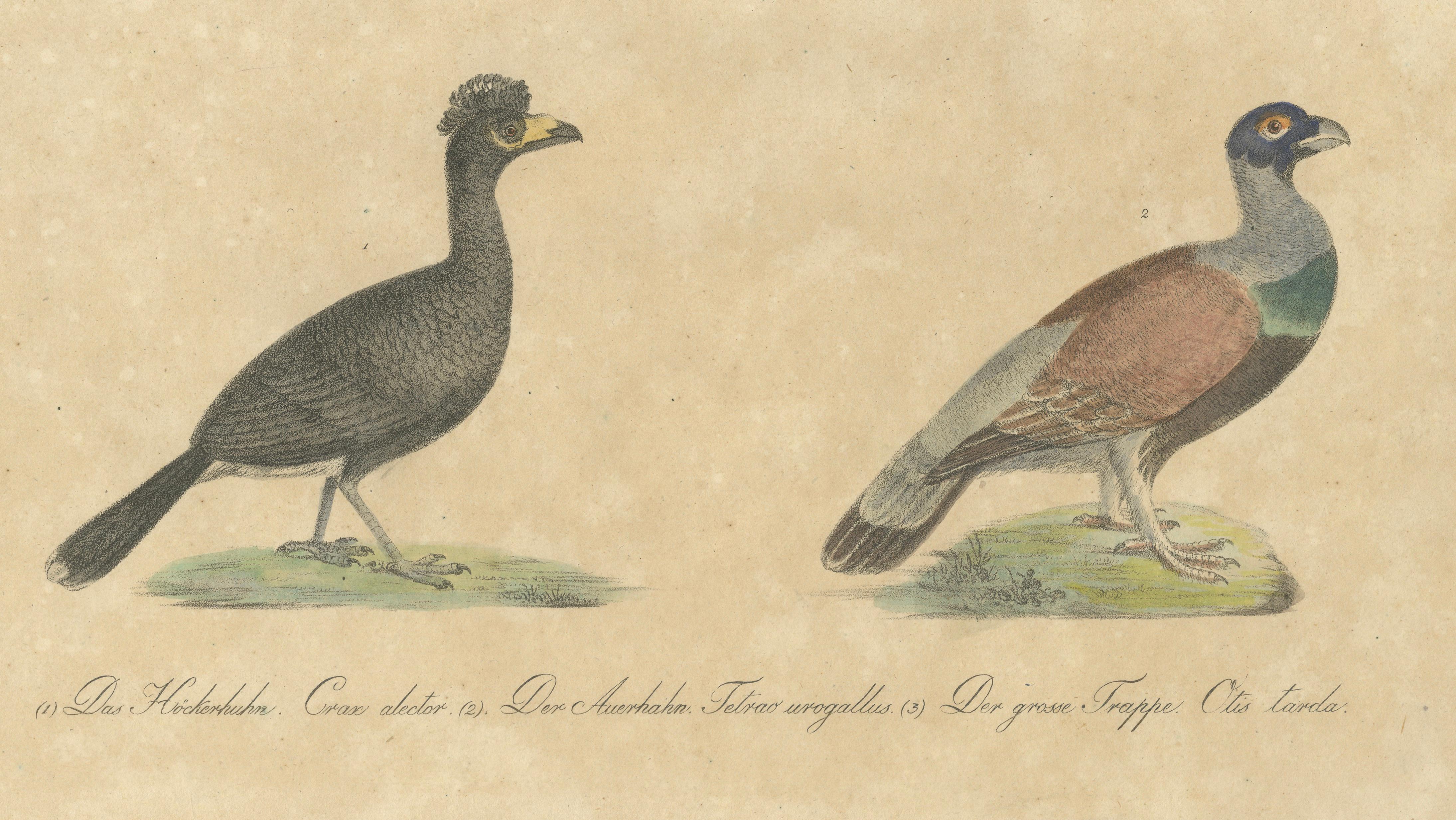 Antique Game Birds & Bustard Lithograph by Karl Joseph Brodtmann, 1816