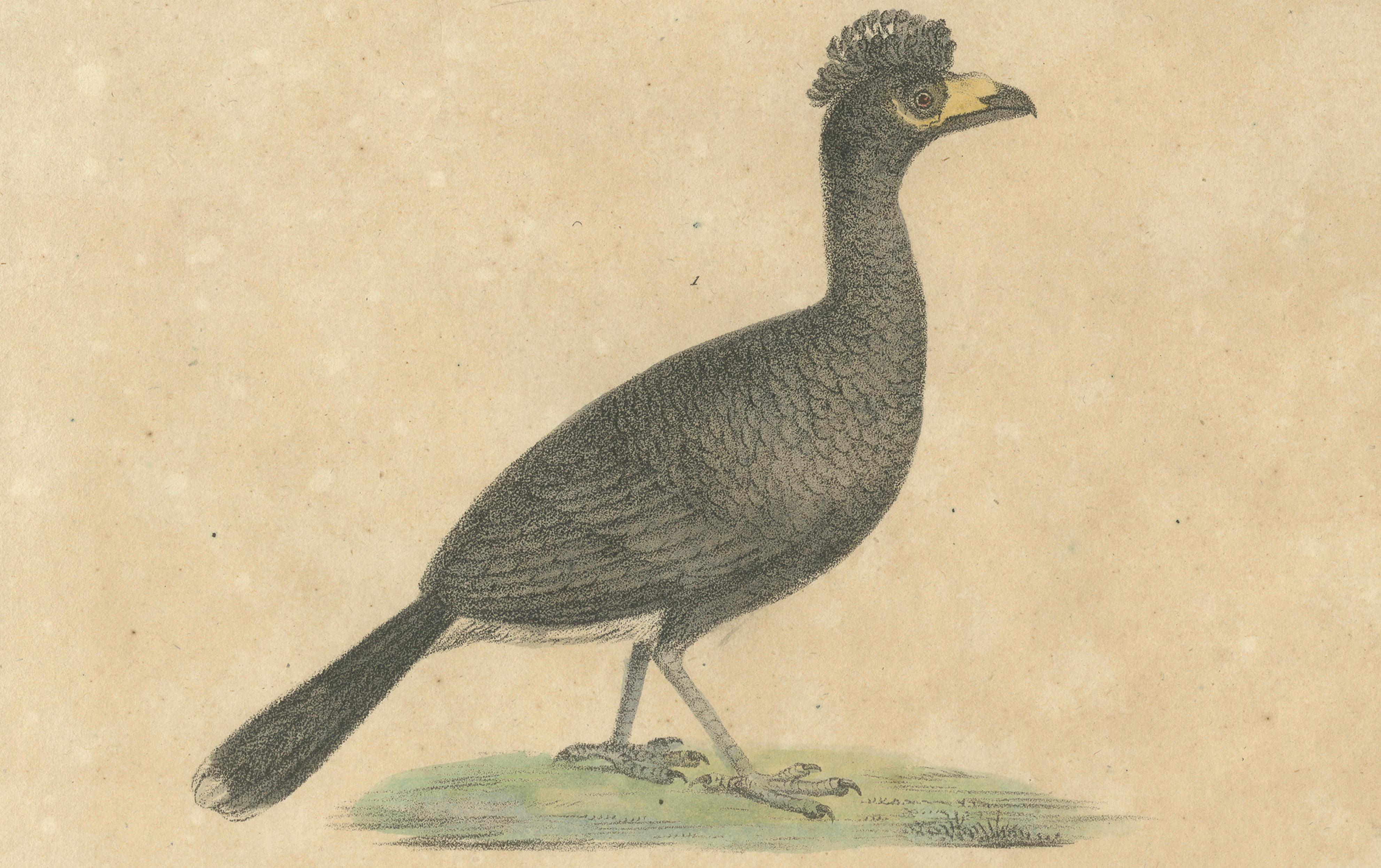 Antique Game Birds & Bustard Lithograph by Karl Joseph Brodtmann, 1816