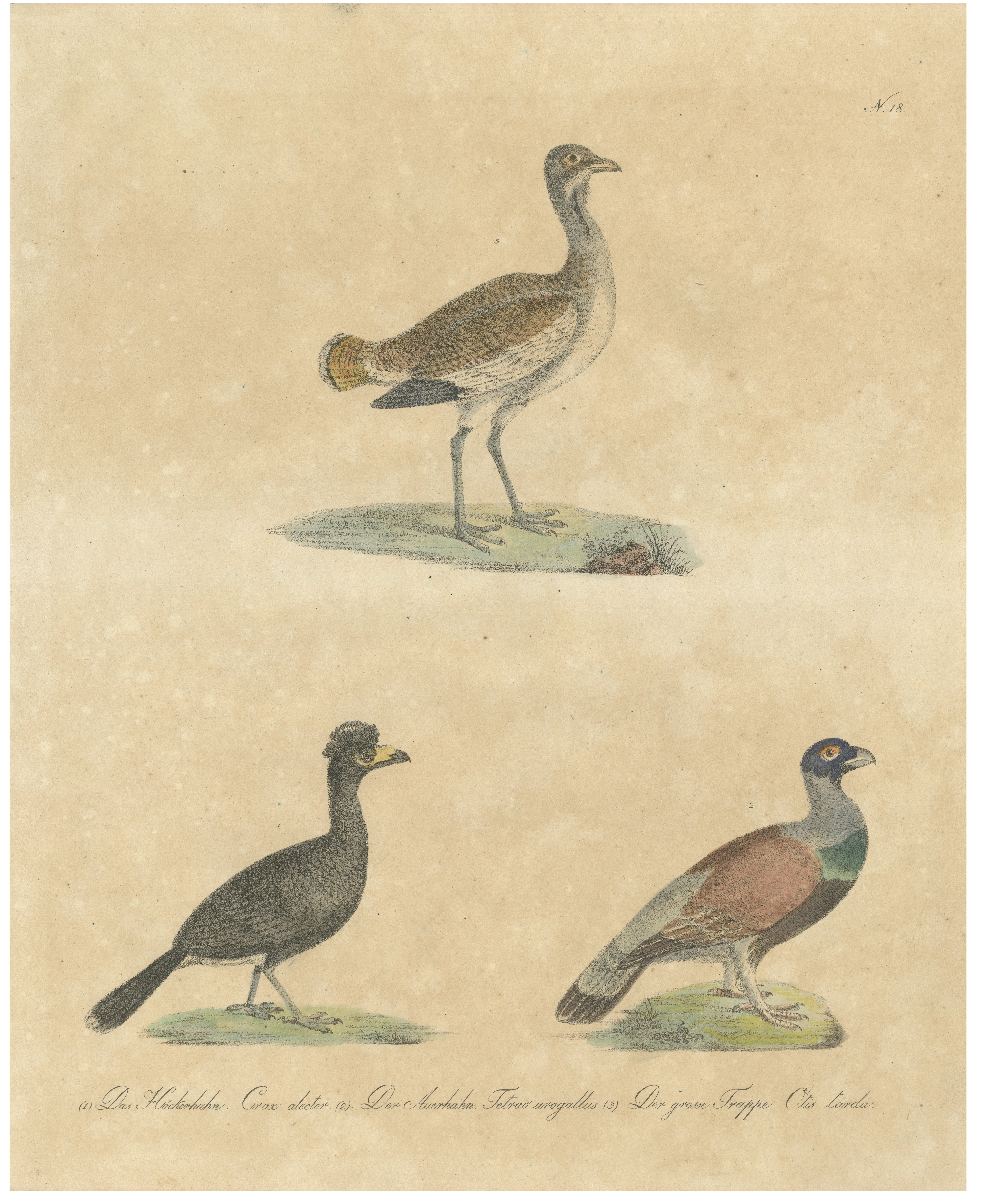 Antike Wildvögel & Trappe Lithographie von Karl Joseph Brodtmann, 1816 im Angebot