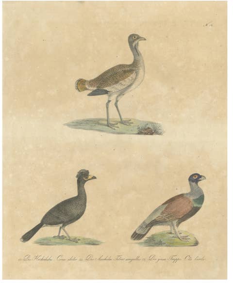 Antique Game Birds & Bustard Lithograph by Karl Joseph Brodtmann, 1816