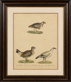 Antique Game Birds Lithograph by Karl Joseph Brodtmann, 1816