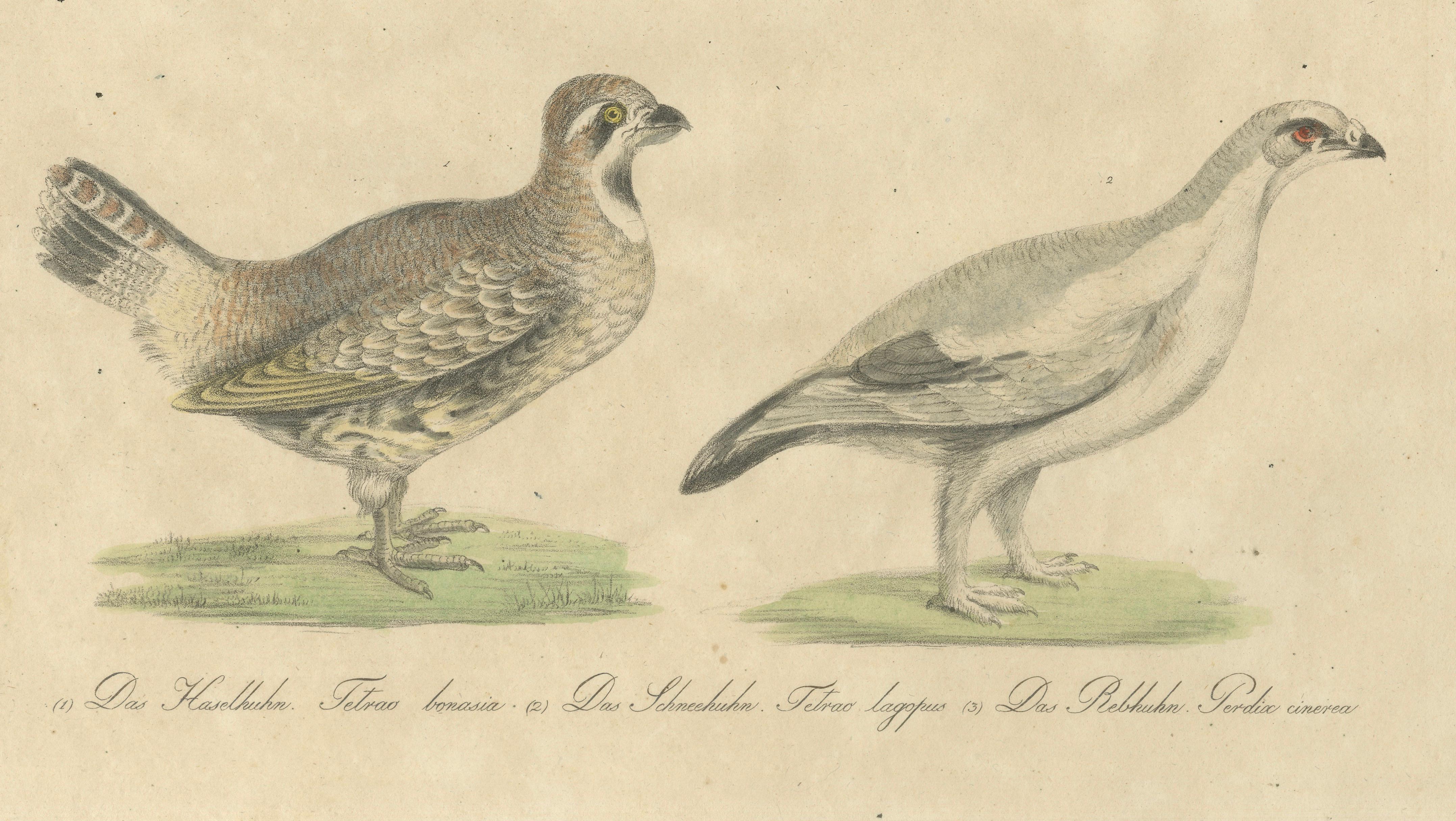 Antique Game Birds Lithograph by Karl Joseph Brodtmann, 1816